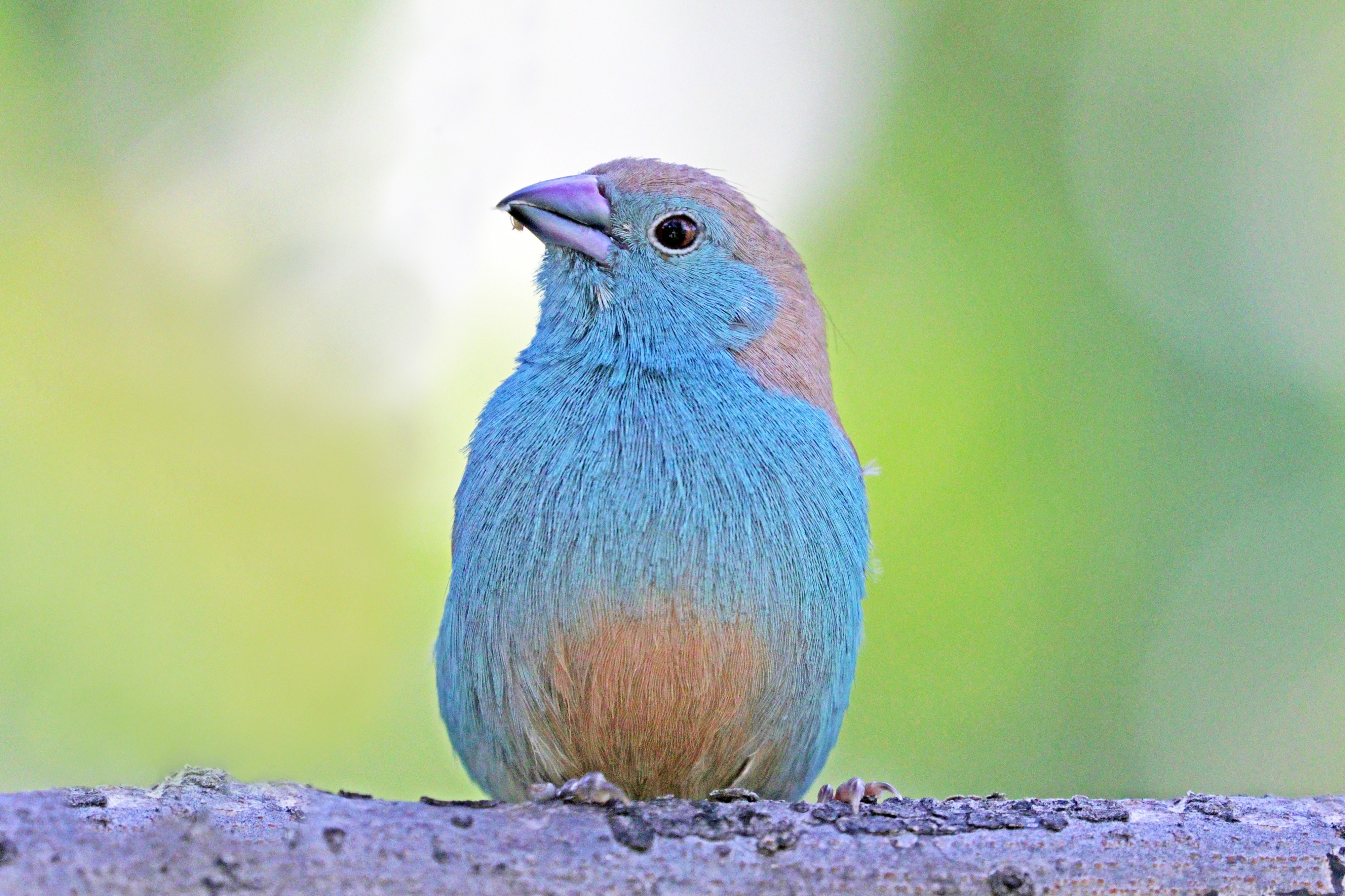 Blue waxbill (Uraeginthus angolensis cyanopleurus)