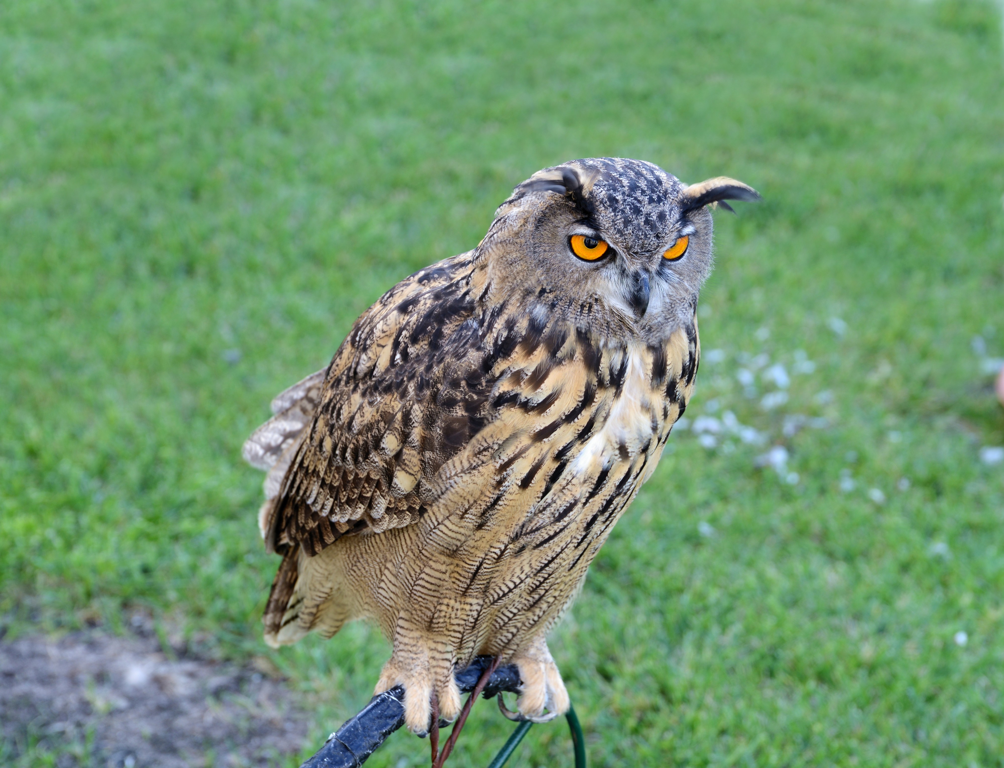 Bubo September 2014-4