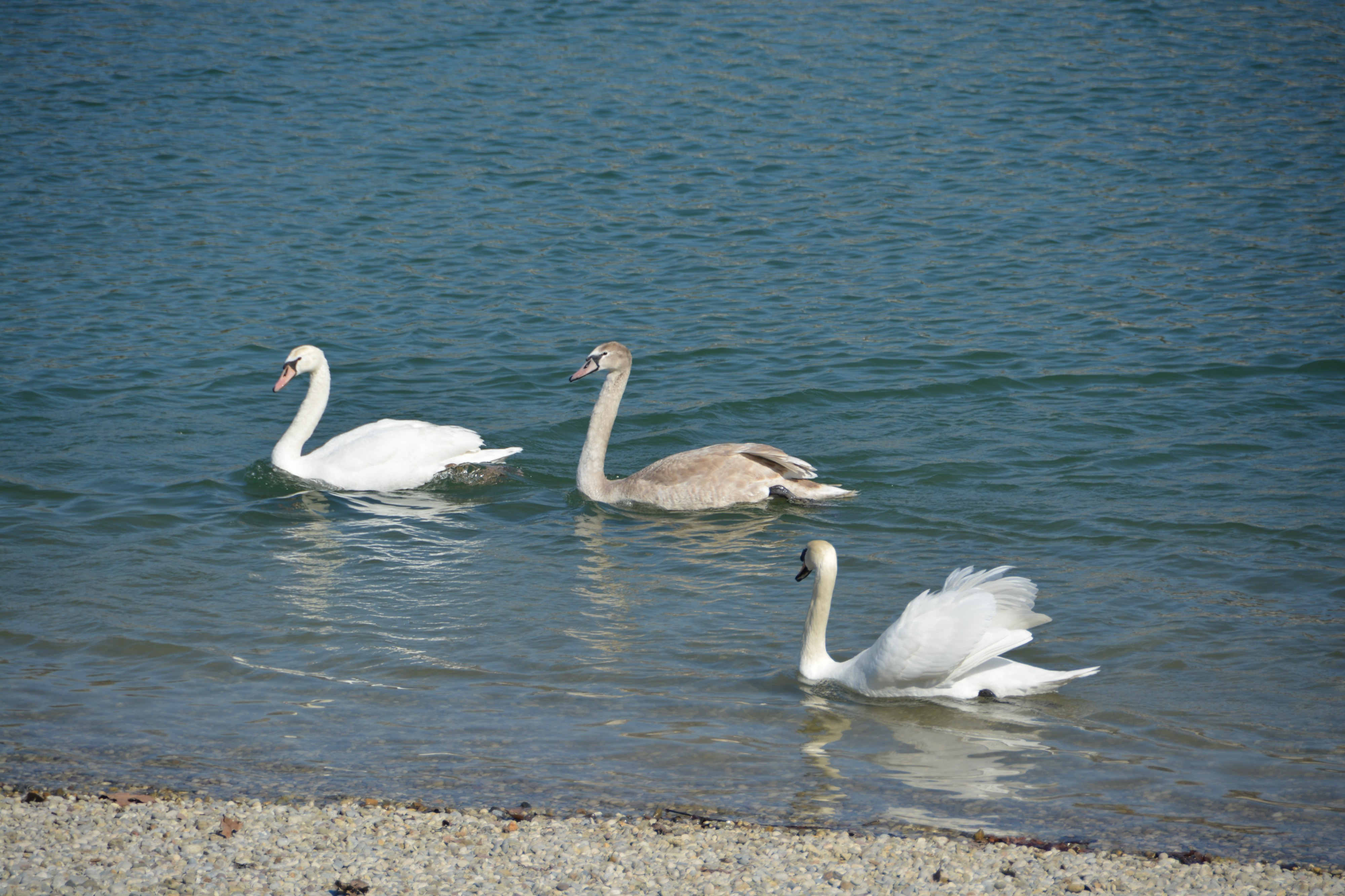 Bundek swans 20150307 DSC 0103
