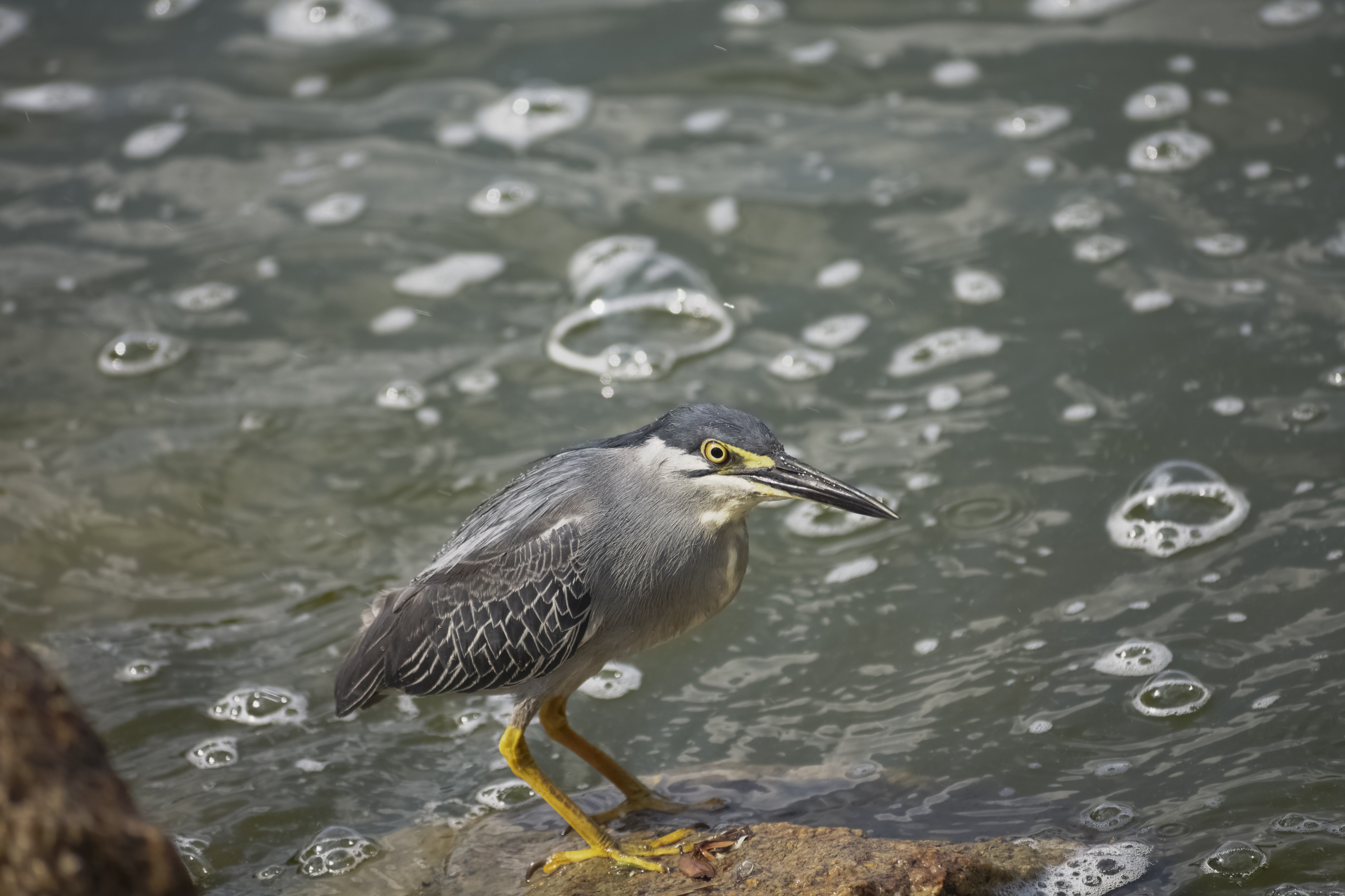 Butorides striata fishing @ Kuala Lumpur