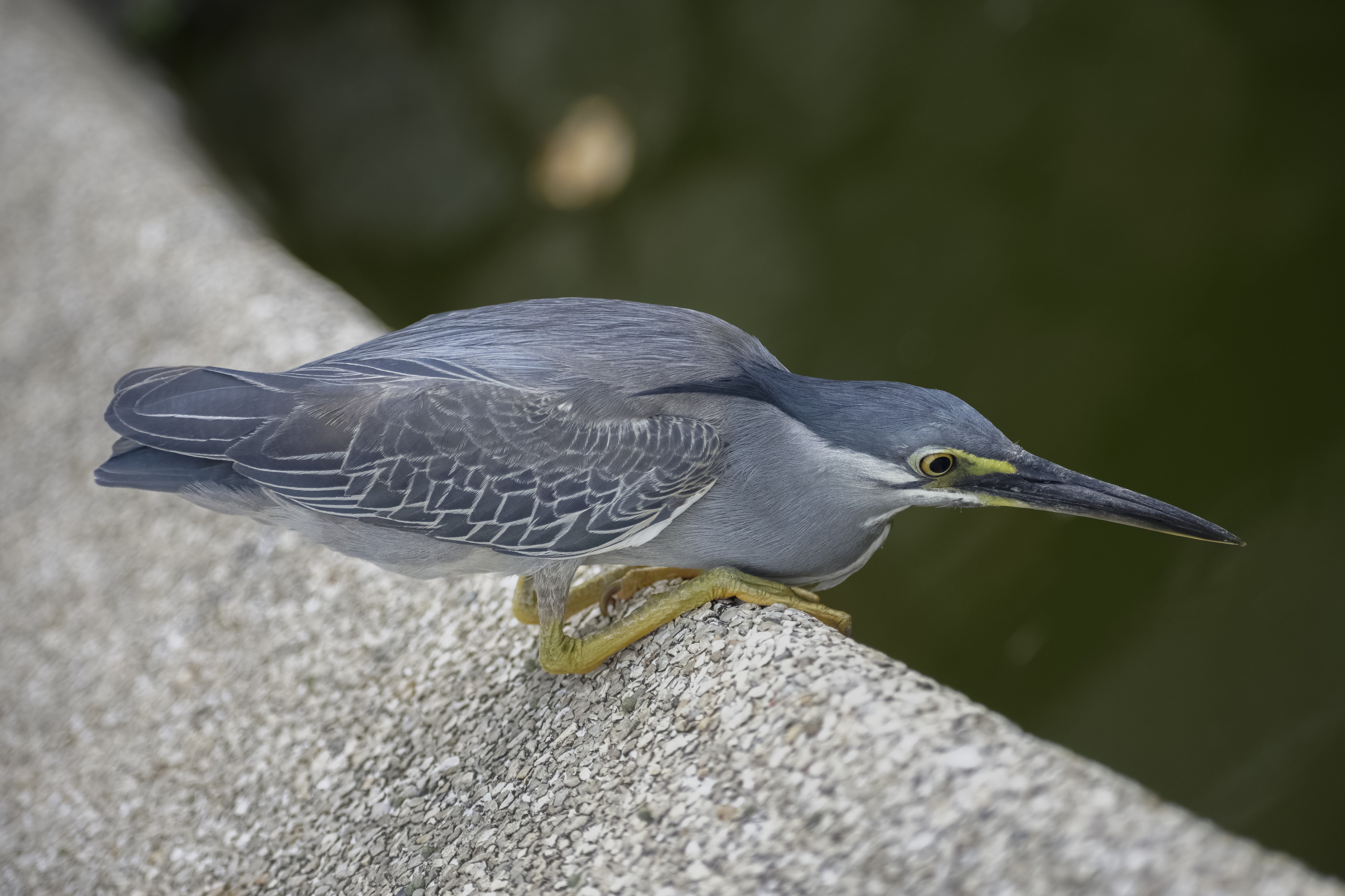 Butorides striata fishing @ Kuala Lumpur (2)