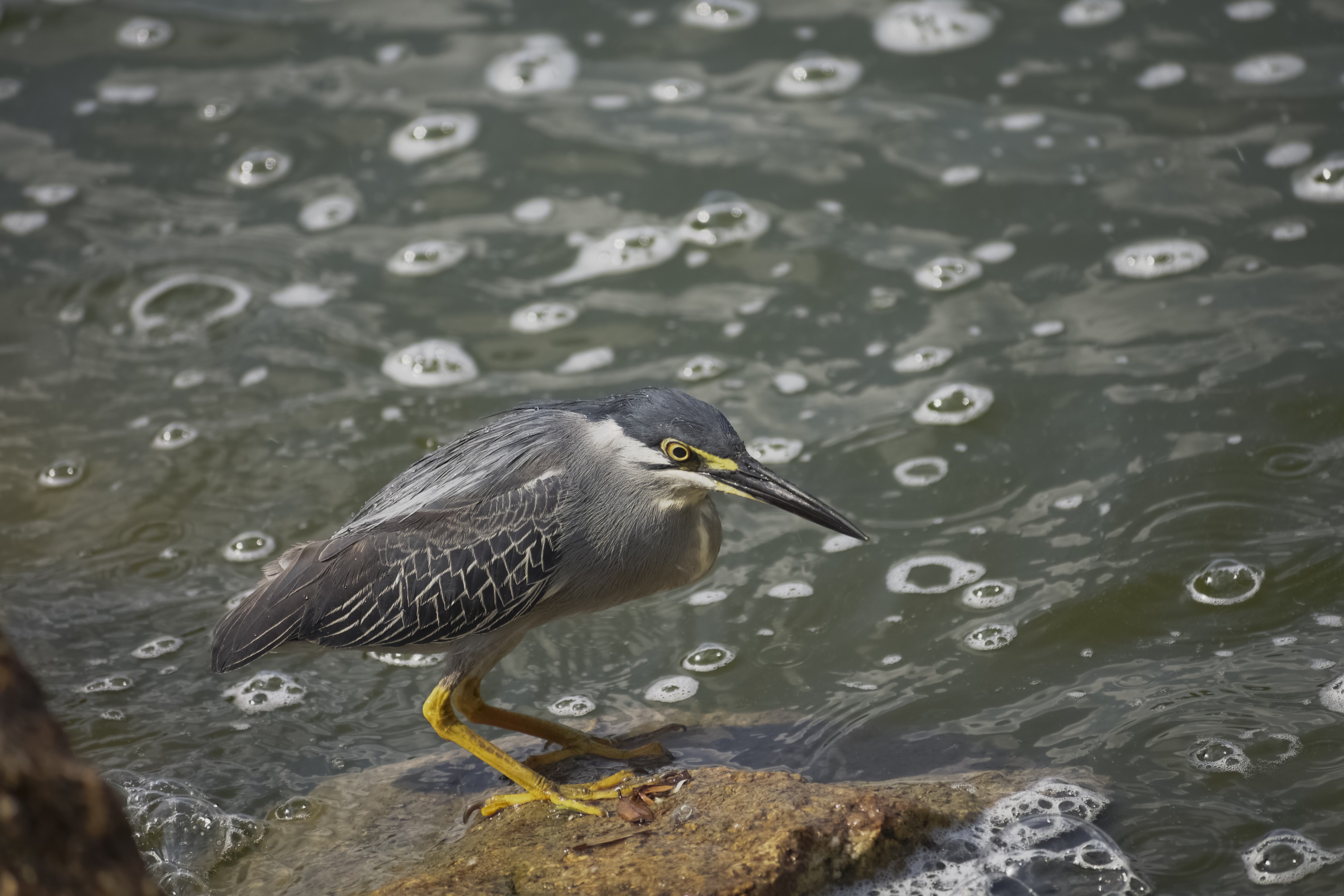 Butorides striata fishing @ Kuala Lumpur (4)