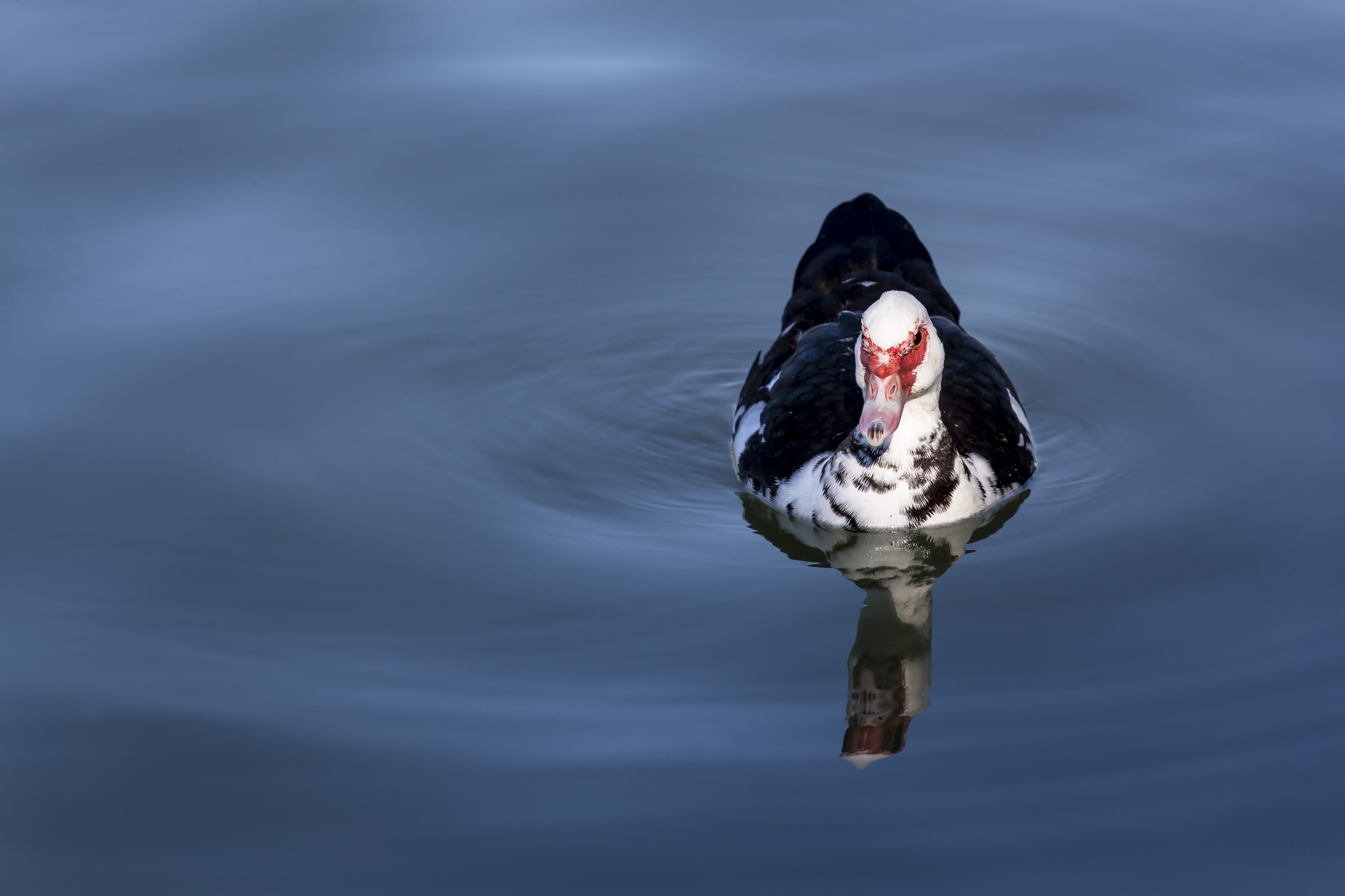 Cairina Moschata - Valencia