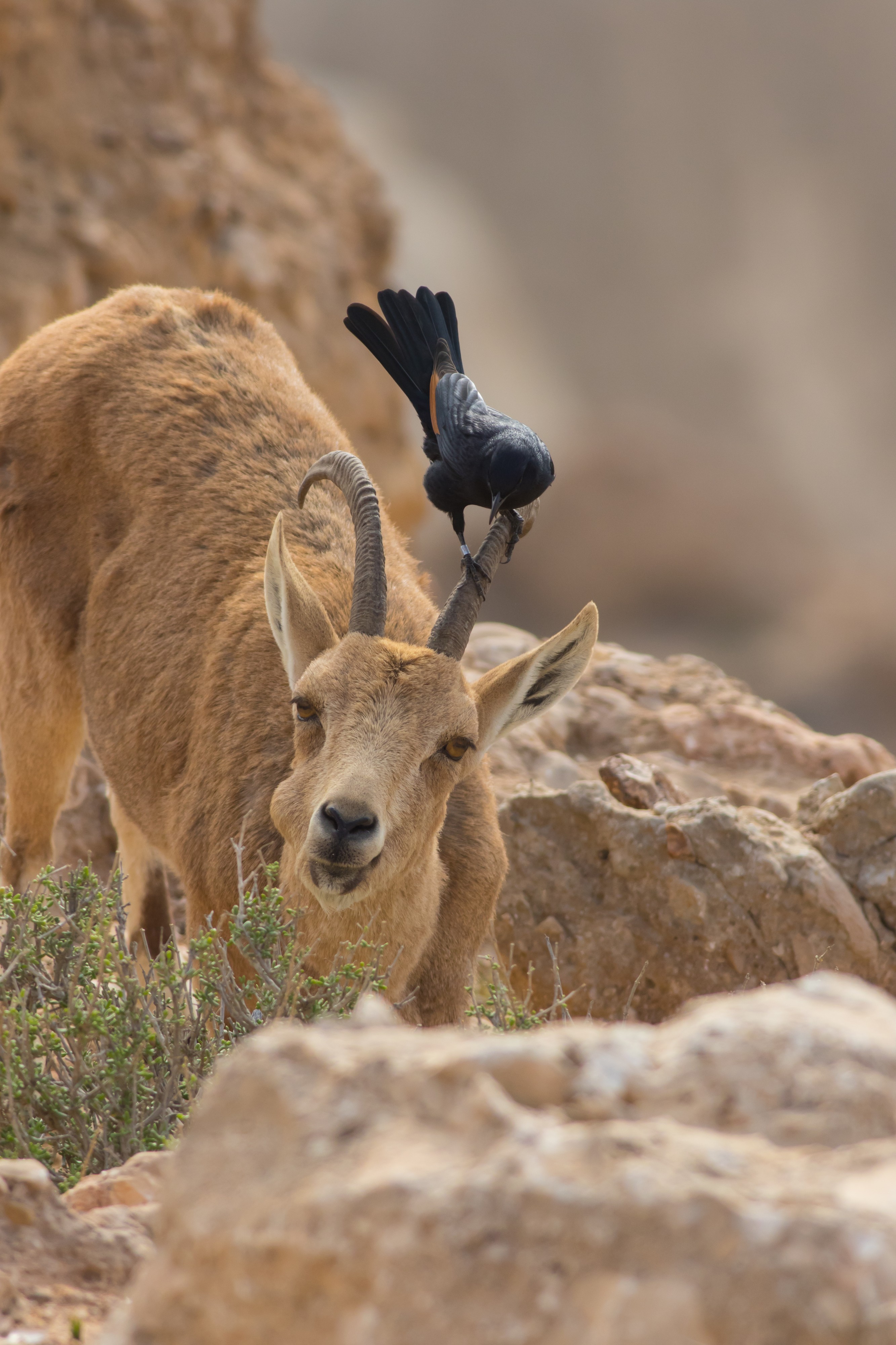 Capra nubiana, Israel 10