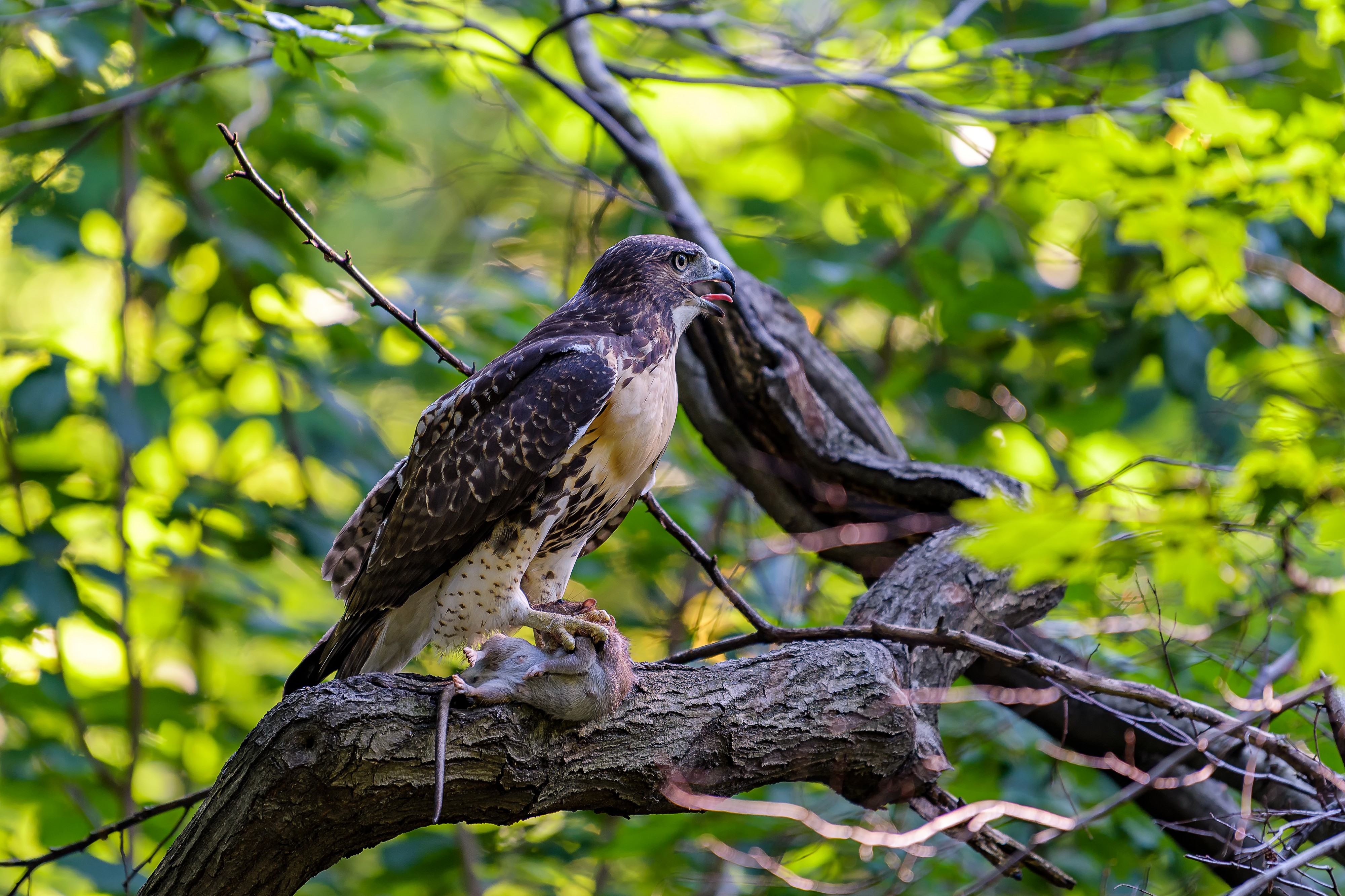 Central Park Bird of Prey III