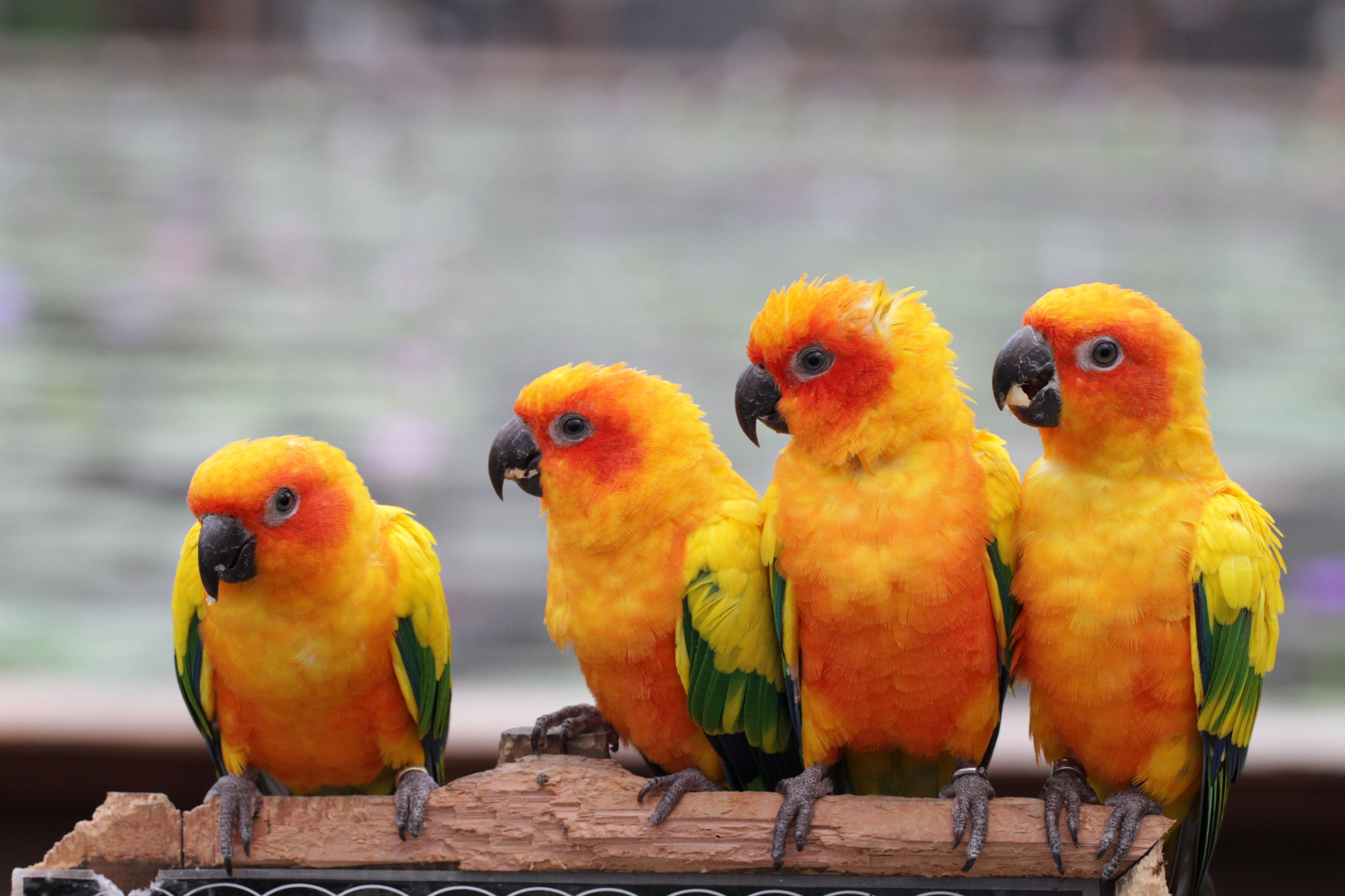 Colourful four (6267425709)