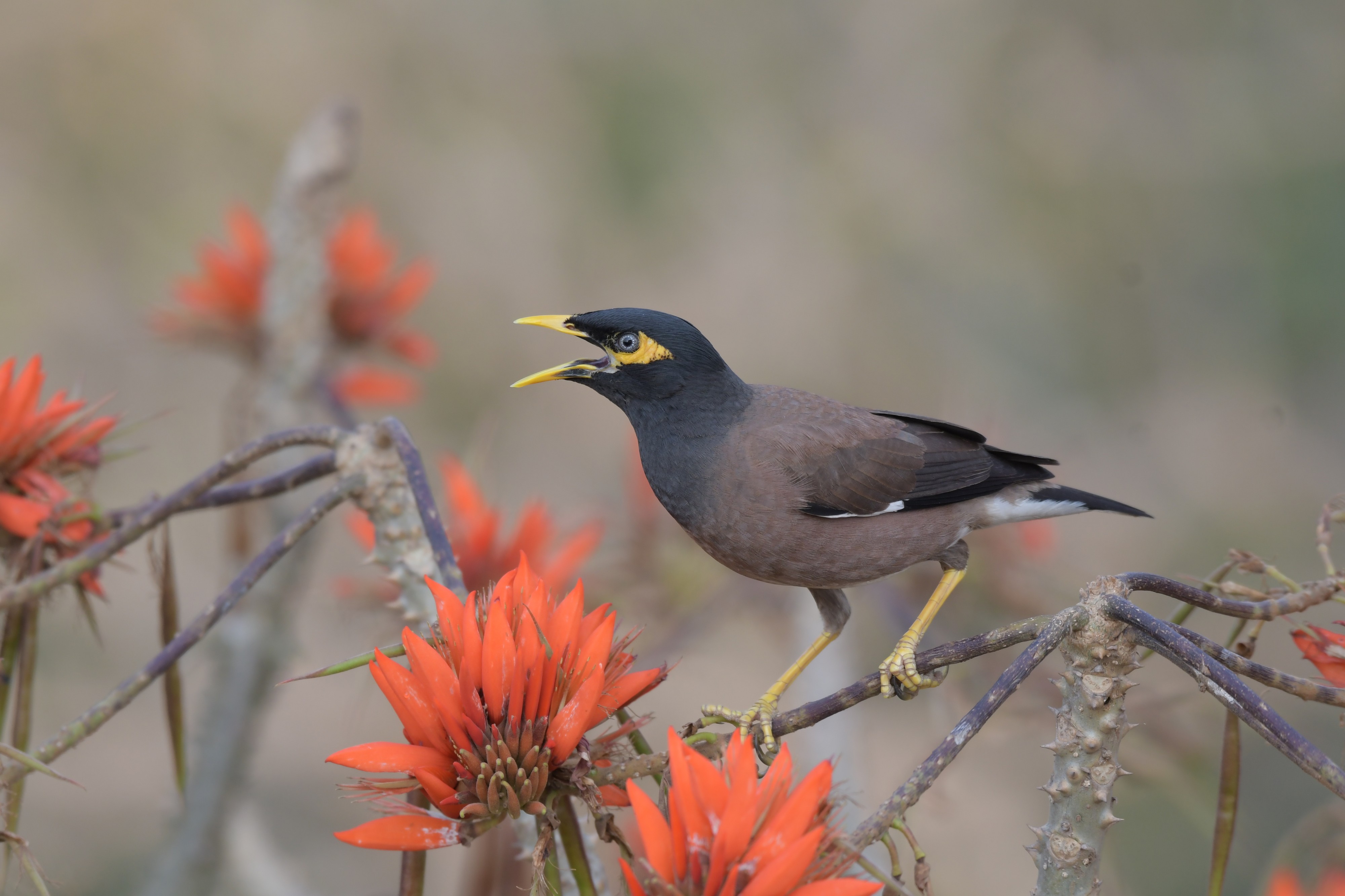 Common myna at Satchari National Park