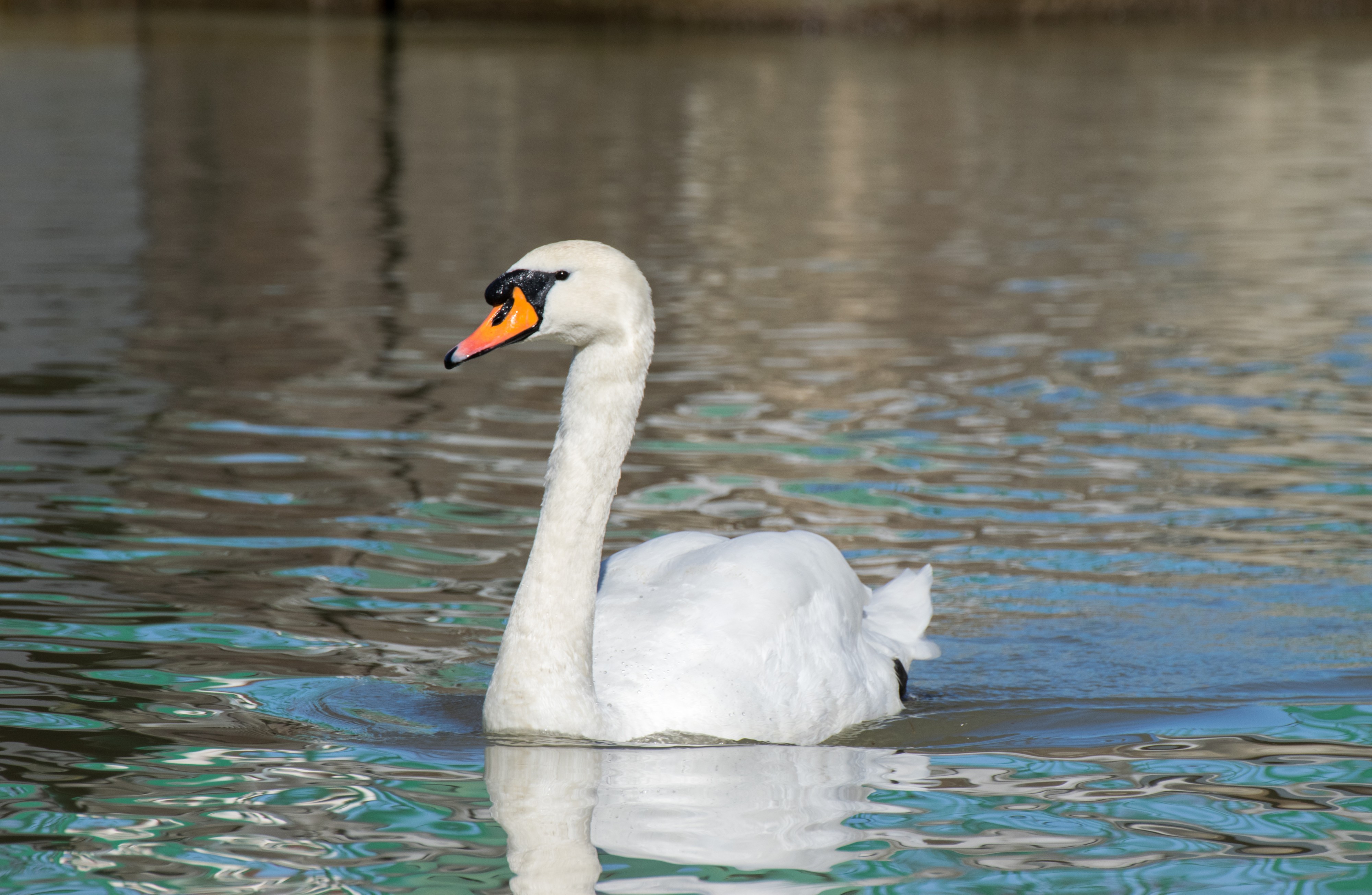 Cygne 2