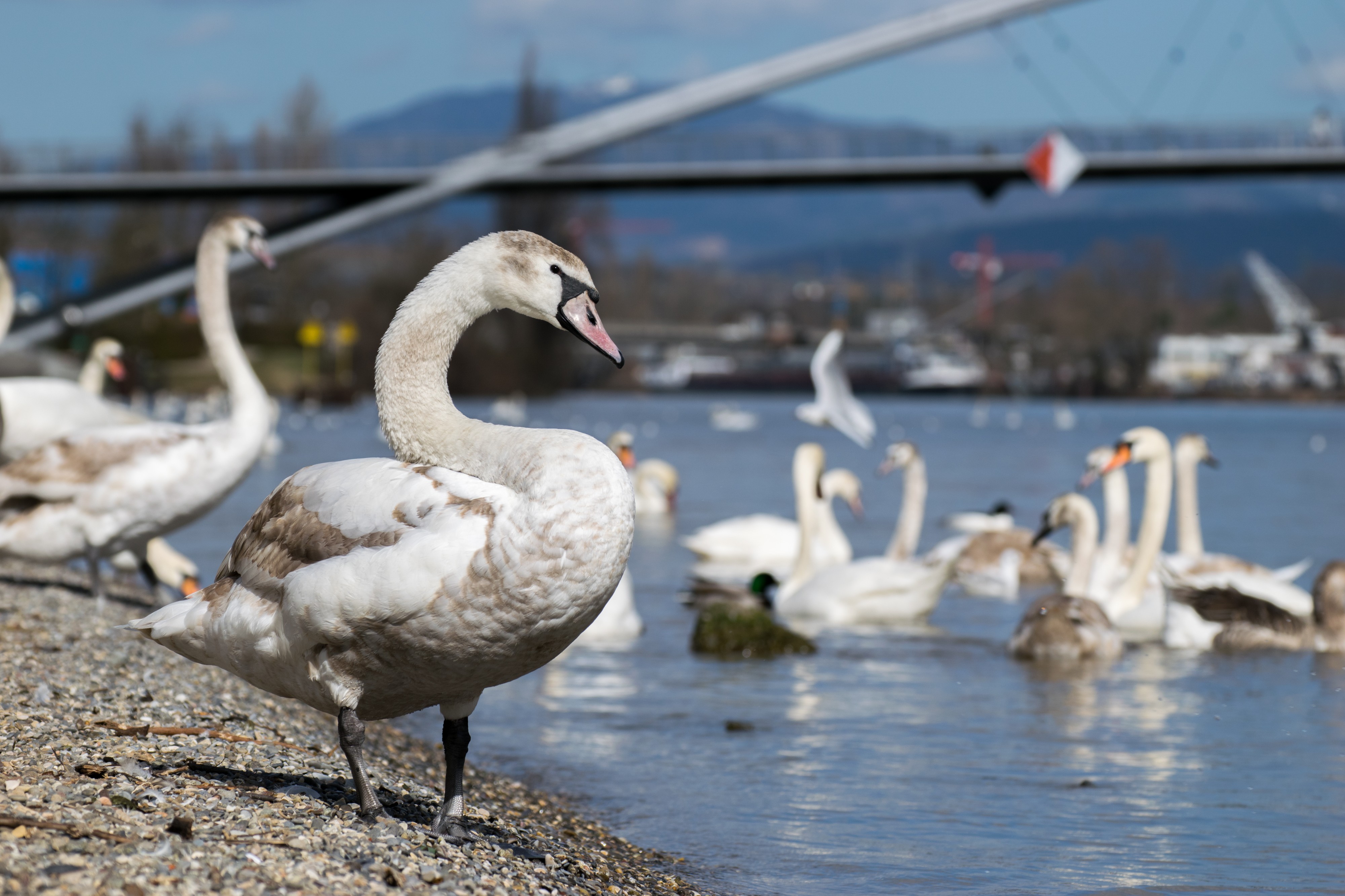 Cygne passerelle des 3 pays