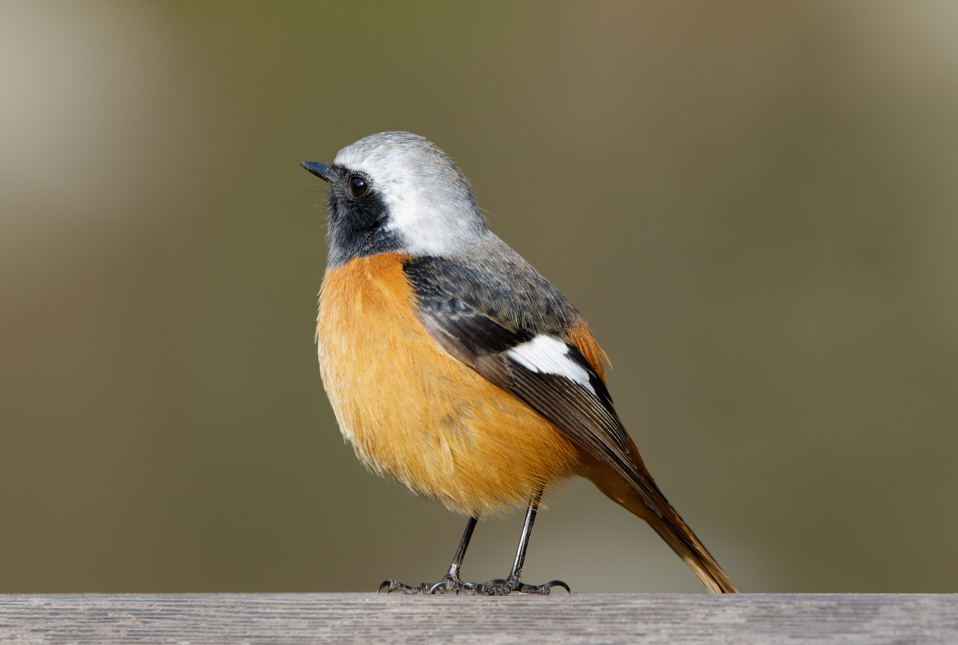 Daurian redstart at Daisen Park in Osaka, January 2016 II