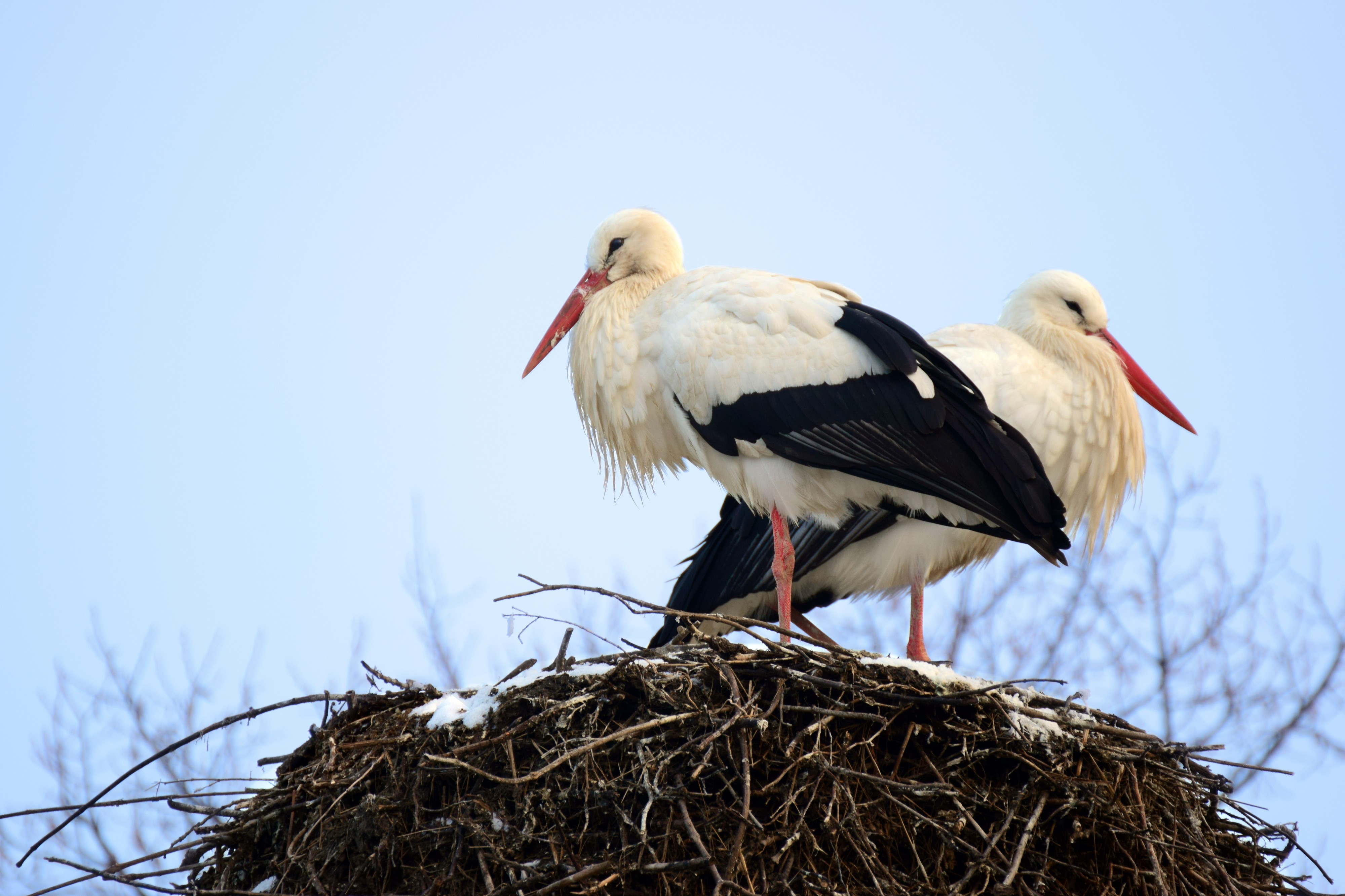 Deux cigognes nid