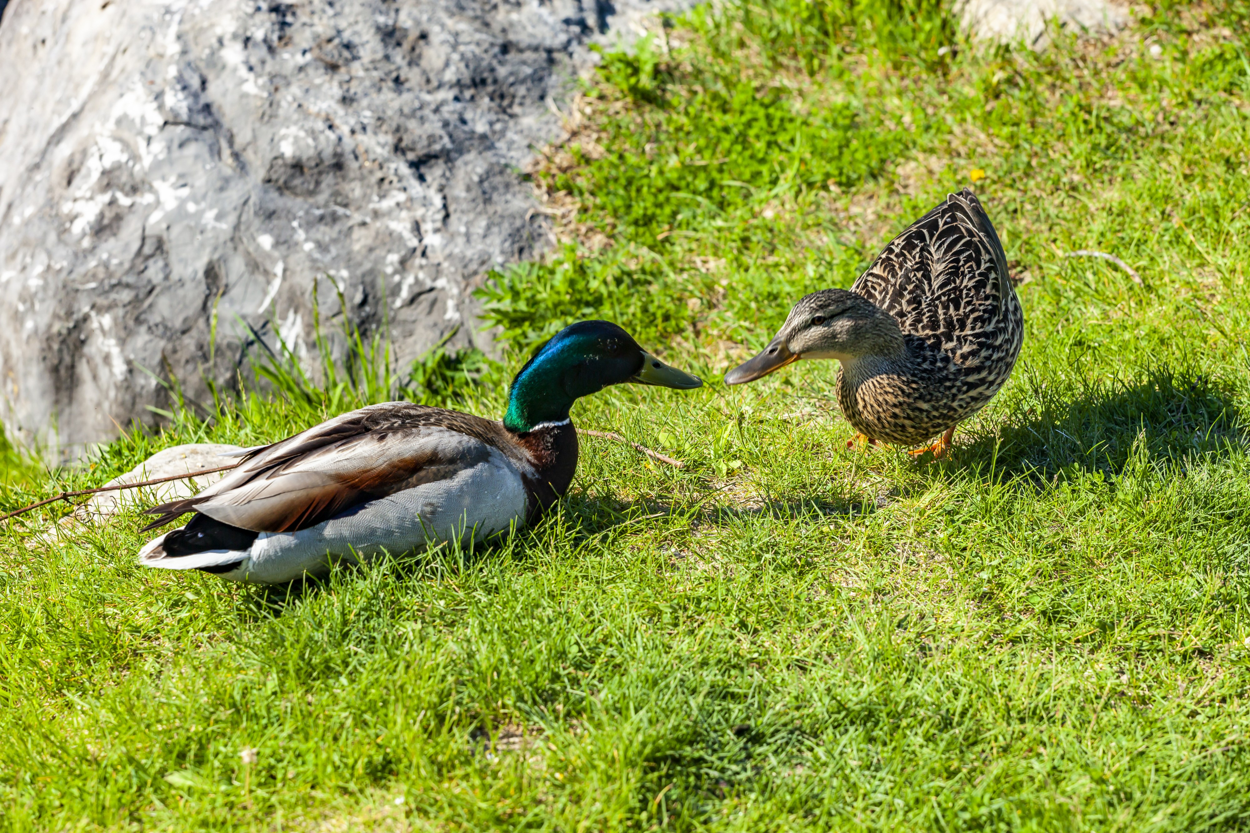 Duck (27479047527)