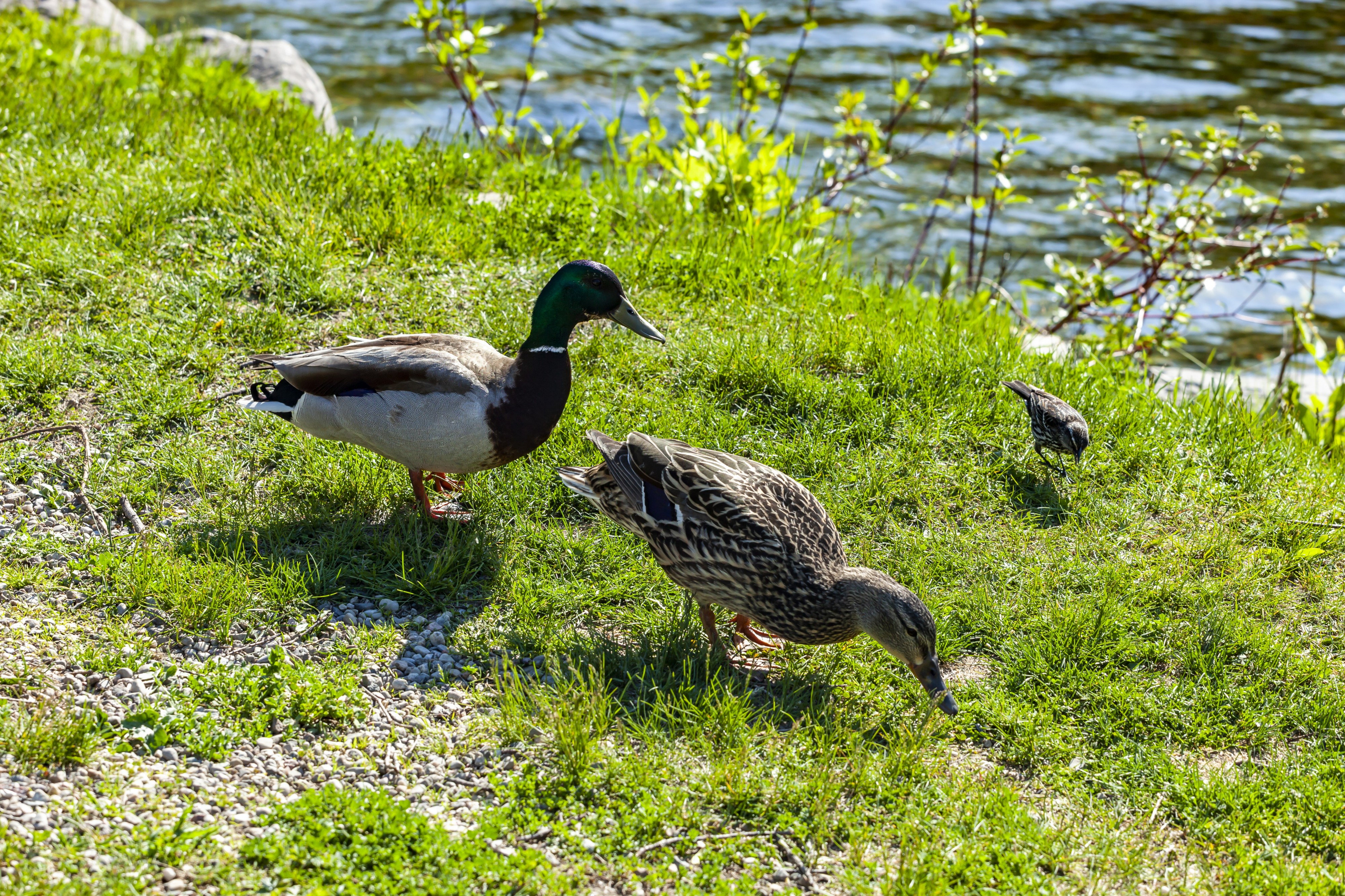 Duck (42300127652)