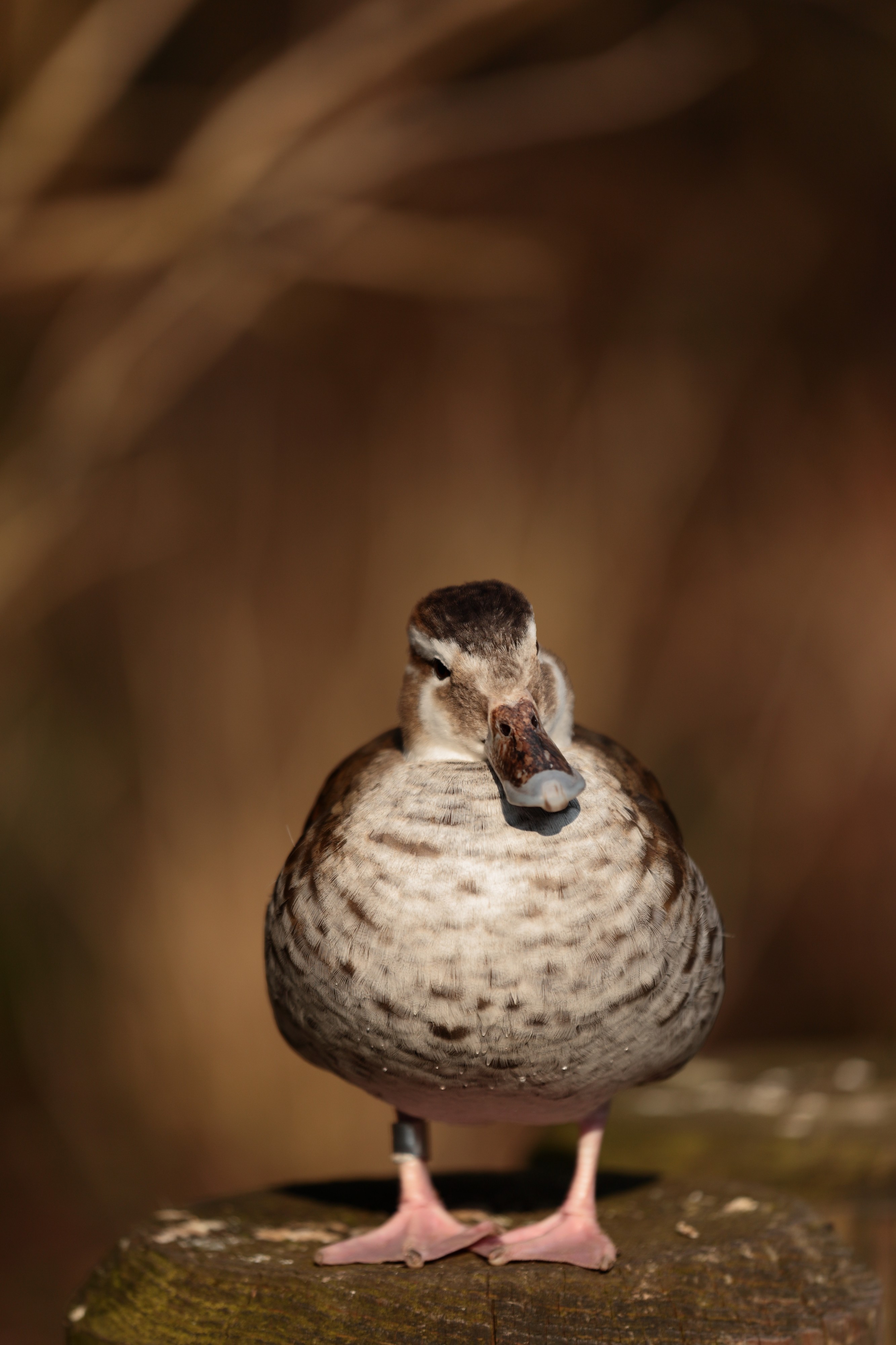 Duck at Munich Zoo1