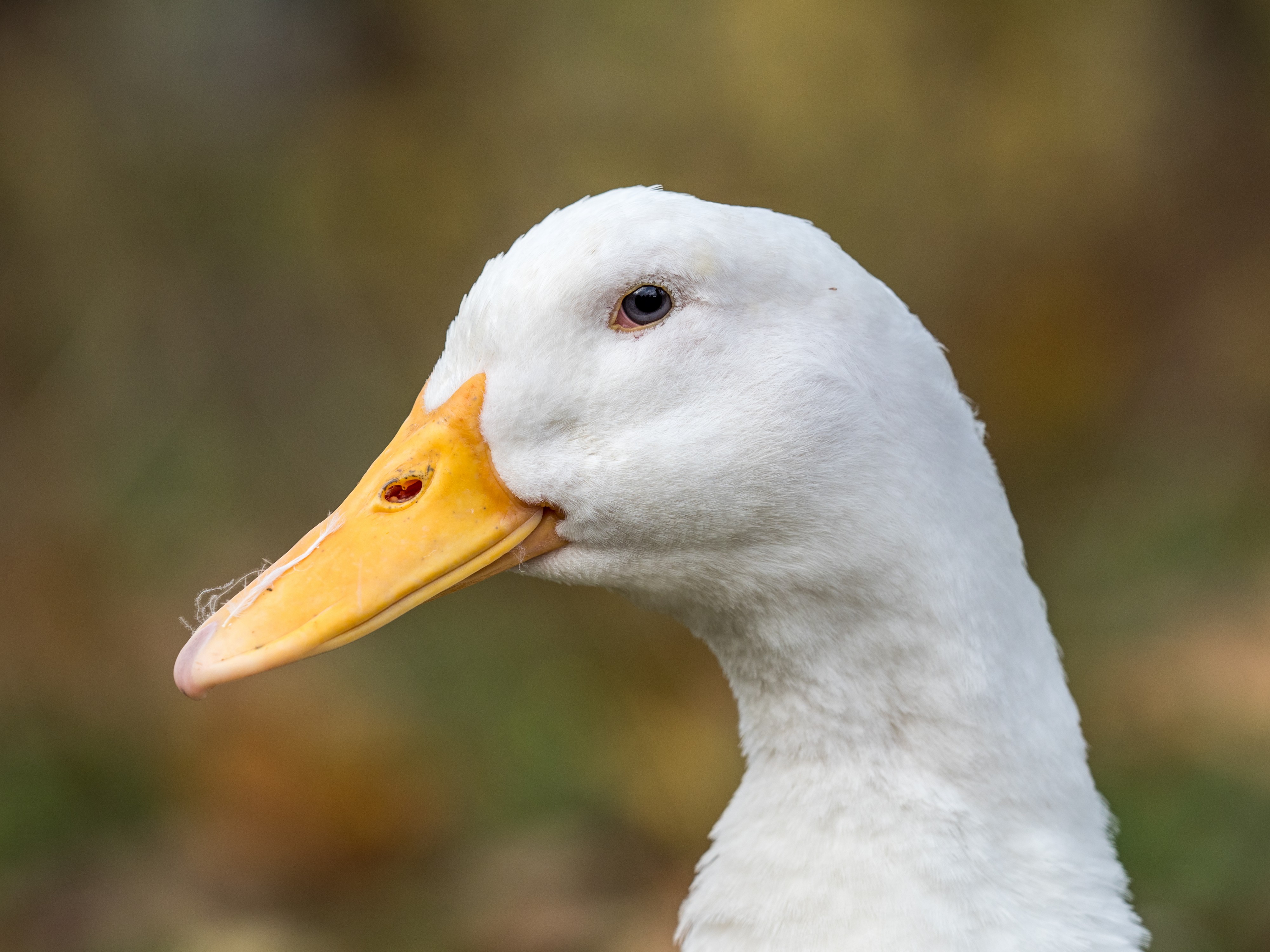 Ente Portrait 250899
