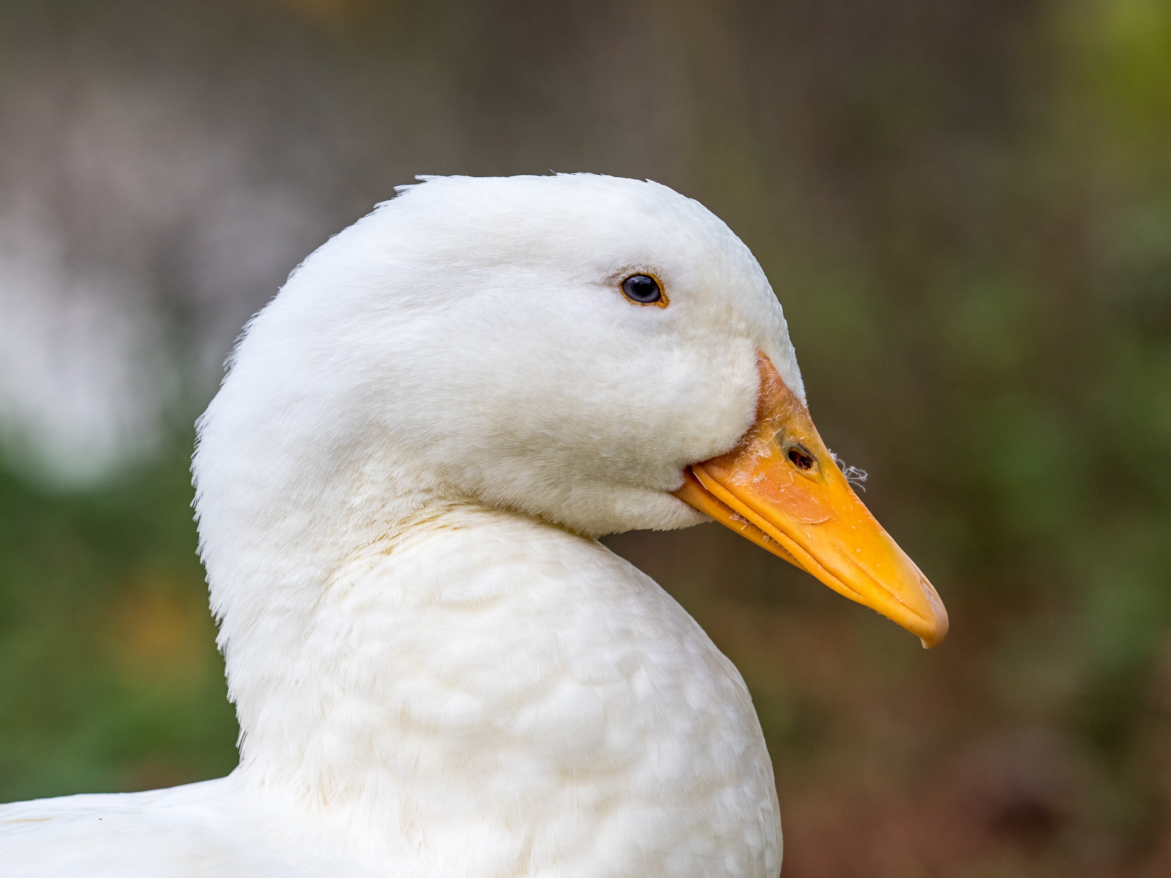 Ente weiß Portrait 250902