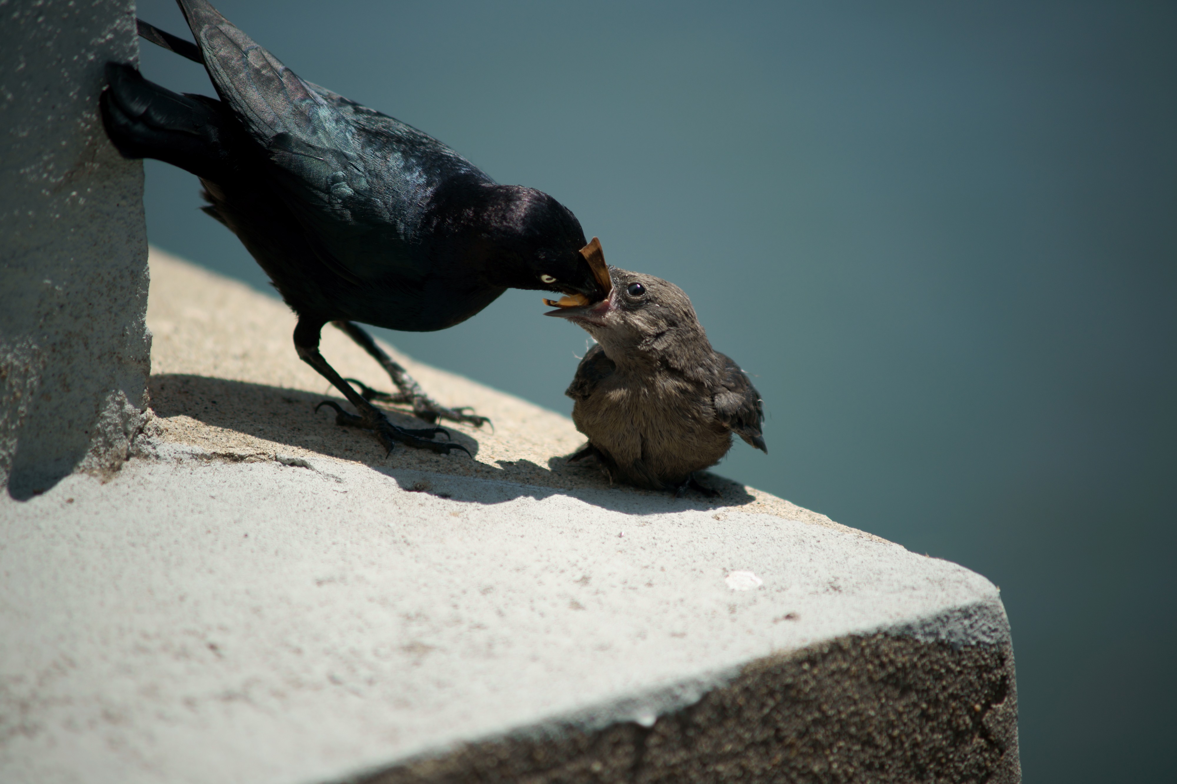 Euphagus cyanocephalus -Oakland, California, USA -adult male with chick-8c