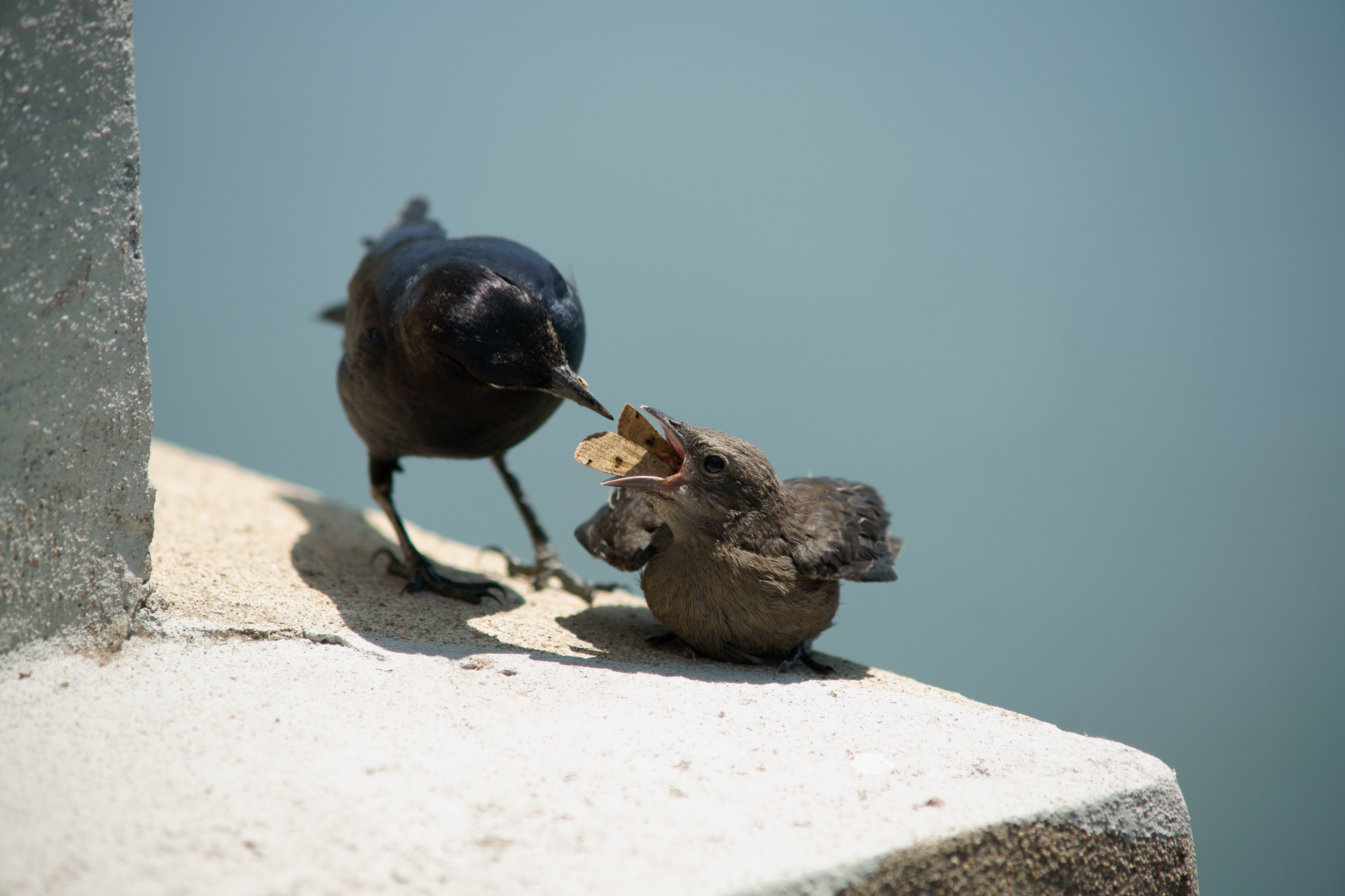 Euphagus cyanocephalus -Oakland, California, USA -adult male with chick-8d