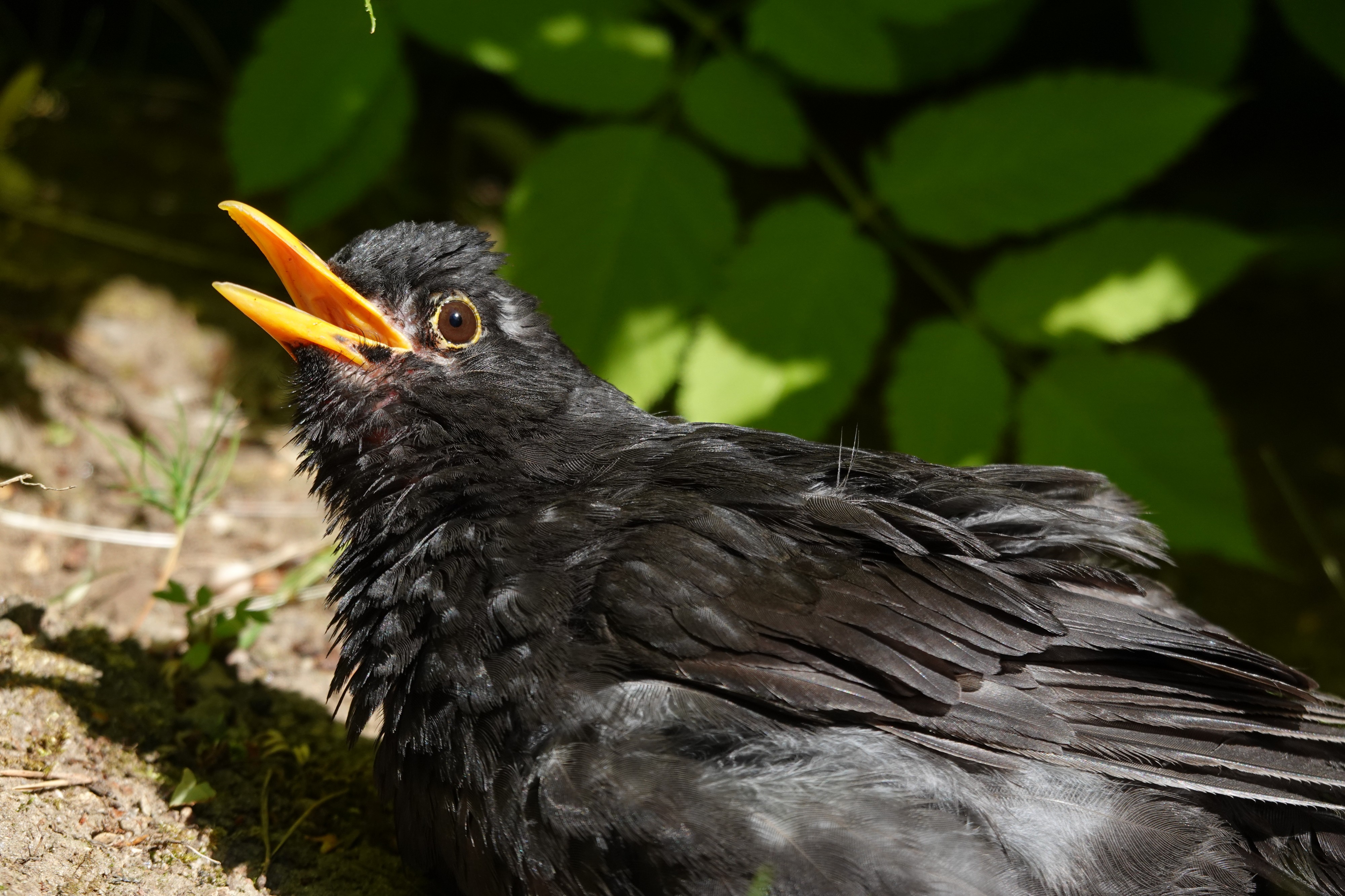 Eurasian Blackbird