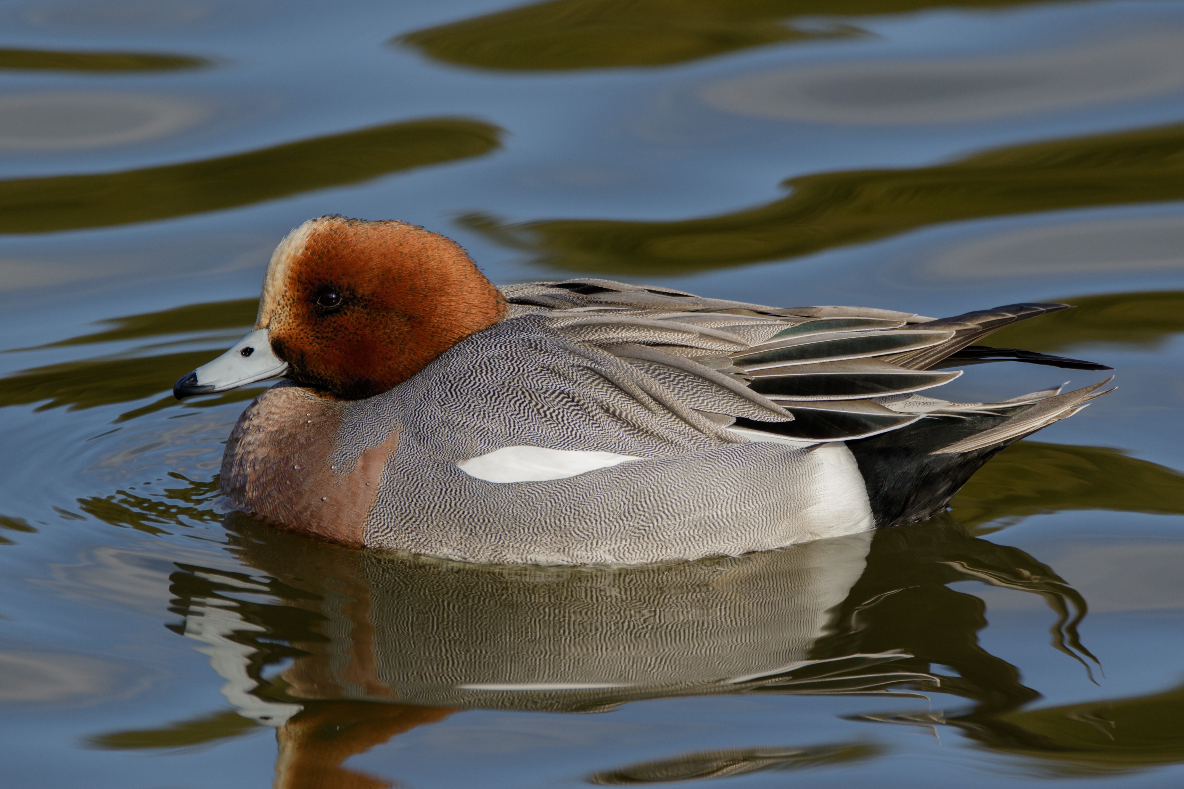 Eurasian wigeon in Sakai, Osaka, February 2016