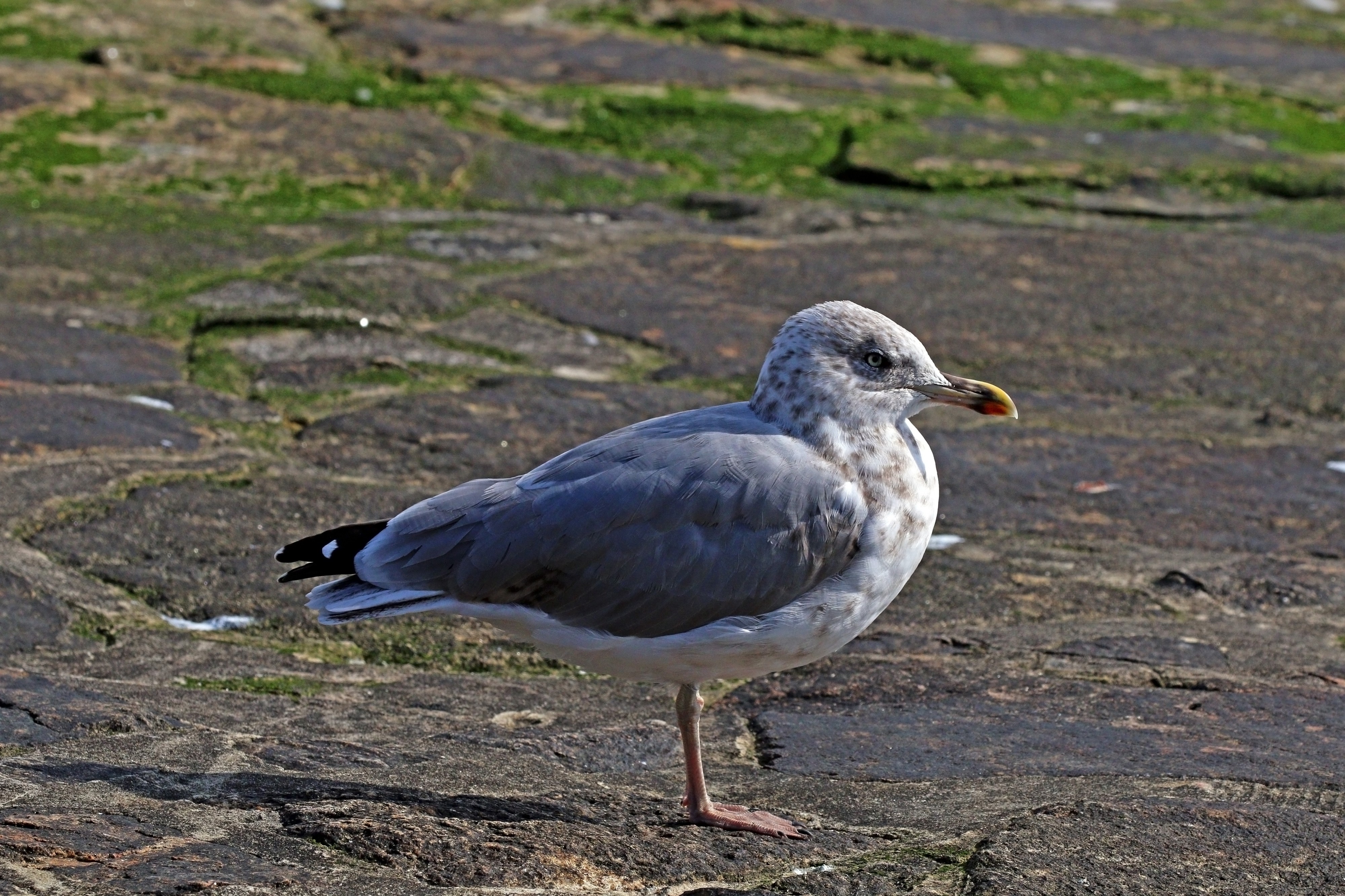 European herring gull (Larus argentatus) adult non-breeding plumage