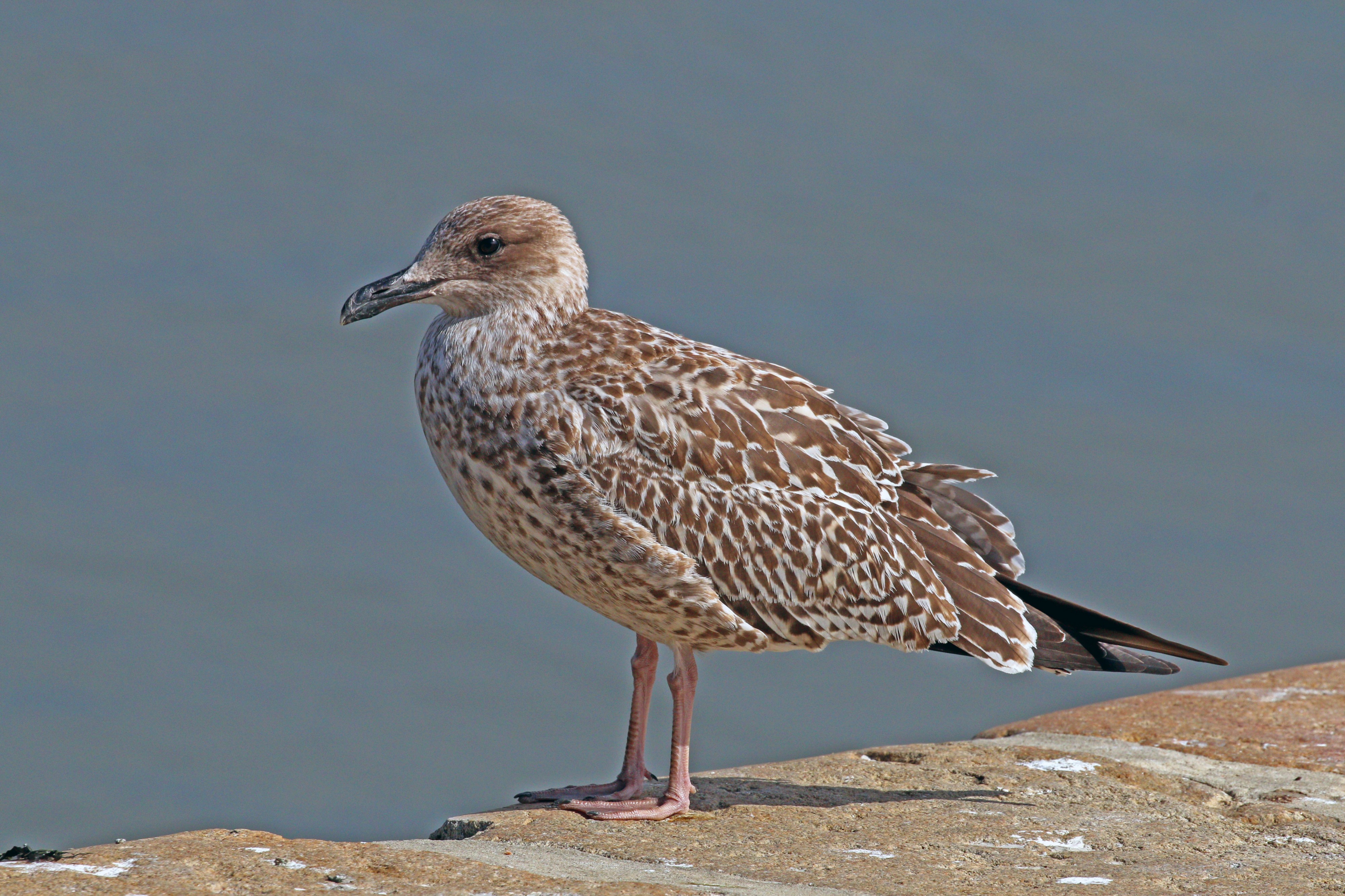 European herring gull (Larus argentatus) juvenile