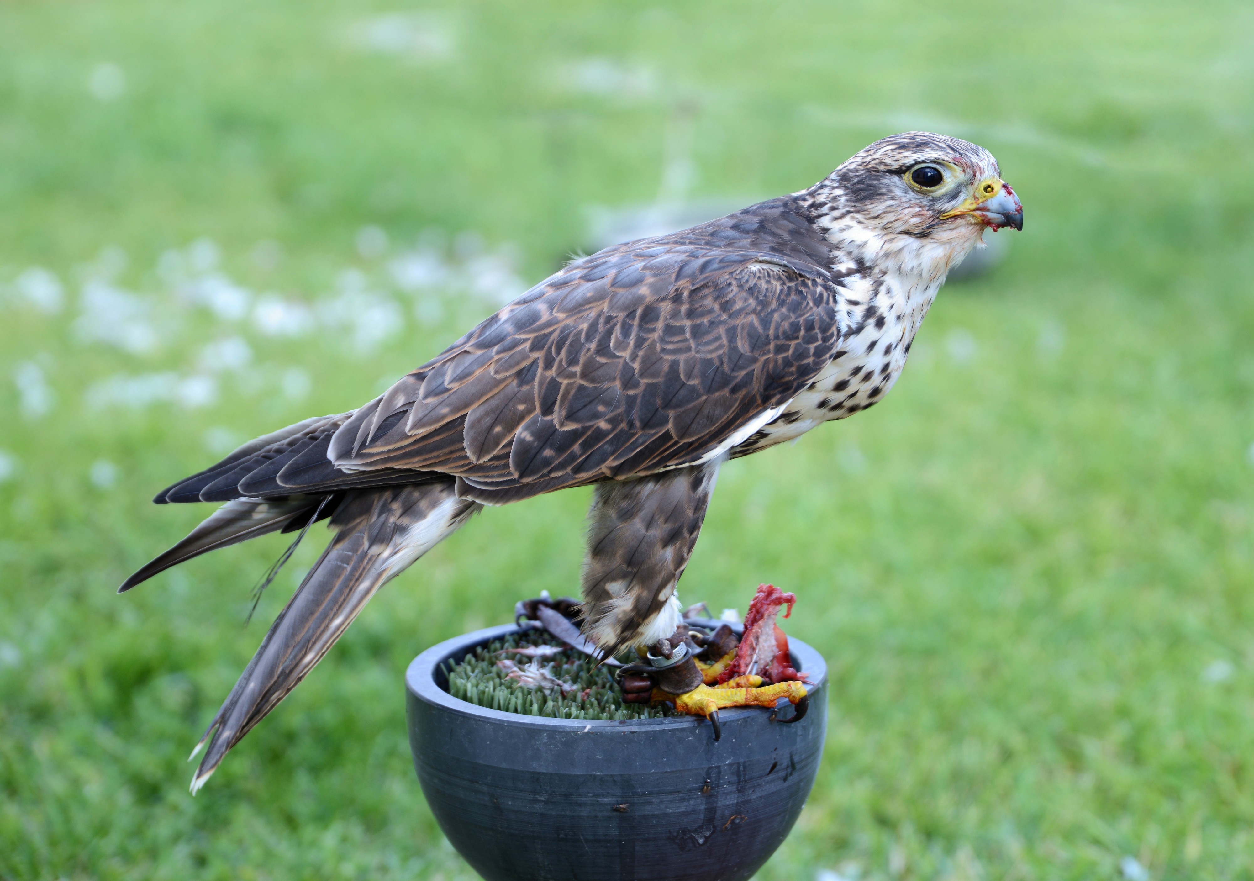 Falcon September 2014-4