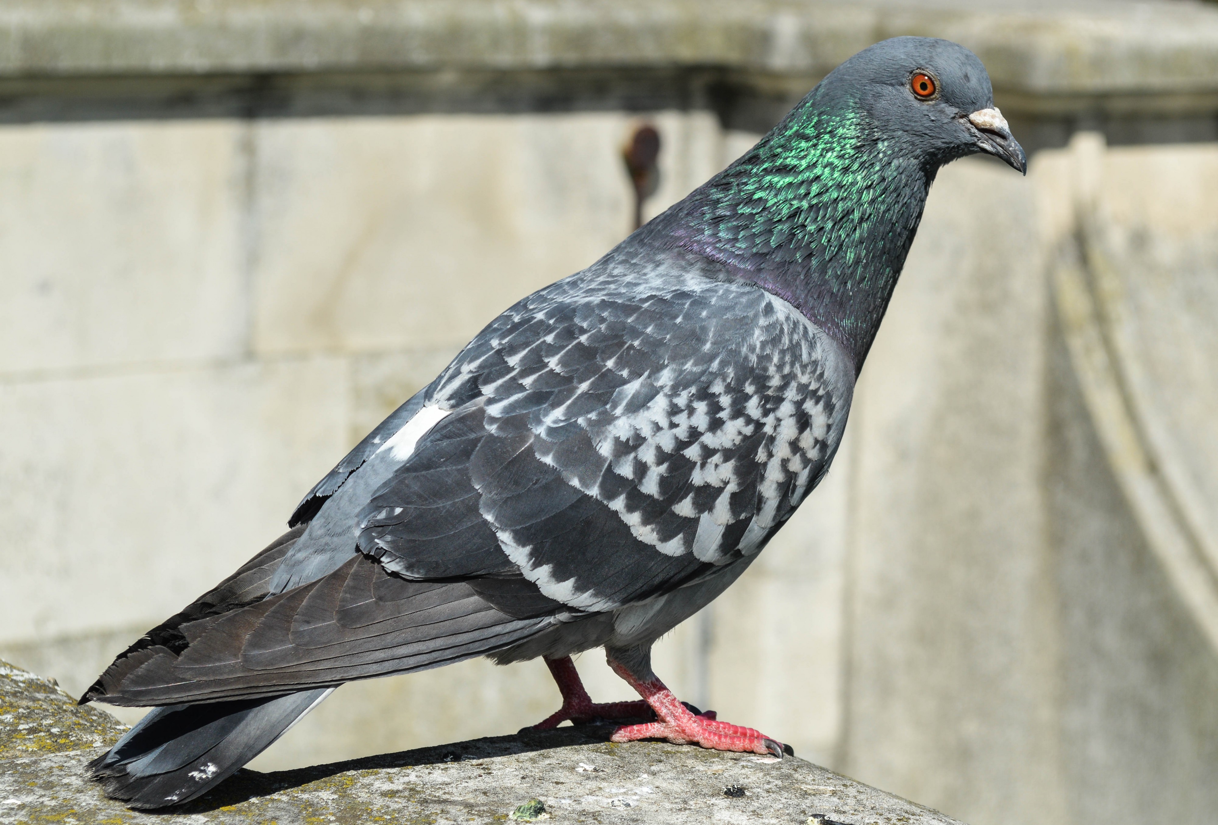 Feral pigeon (Columba livia domestica), 2017-05-27