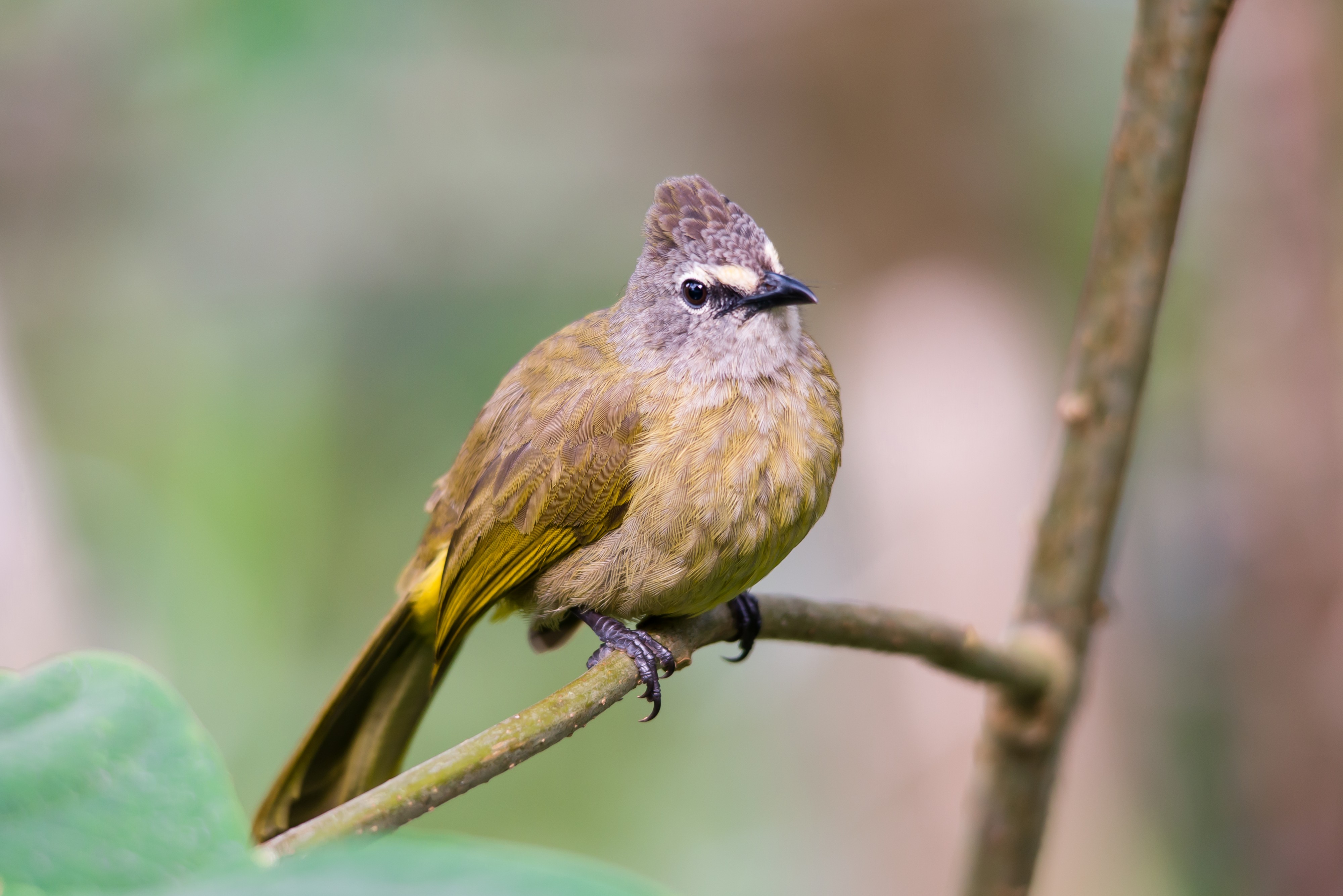 Flavescent bulbul, pycnonotus flavescens
