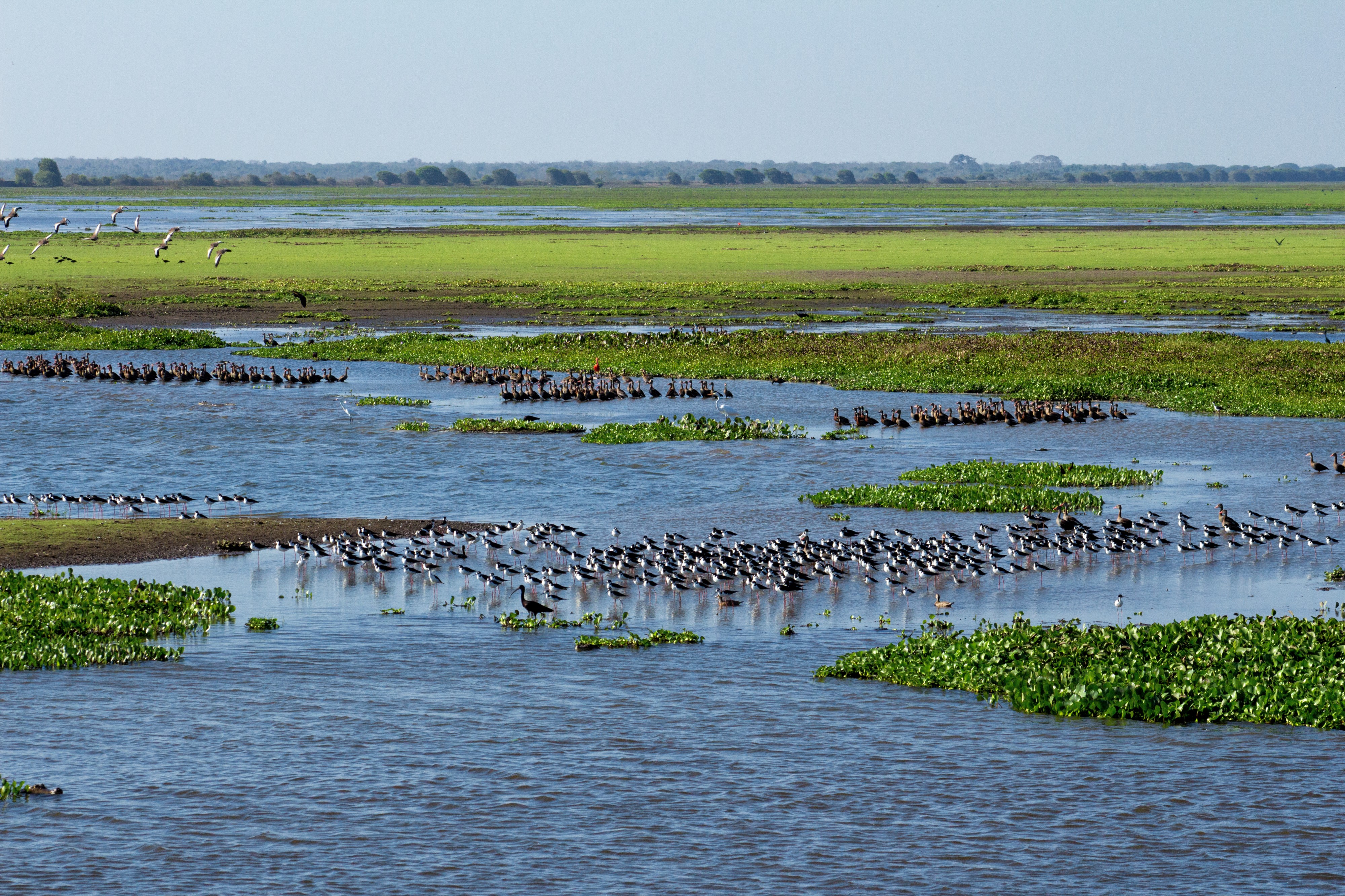 Flooded grassland La sabana inundada