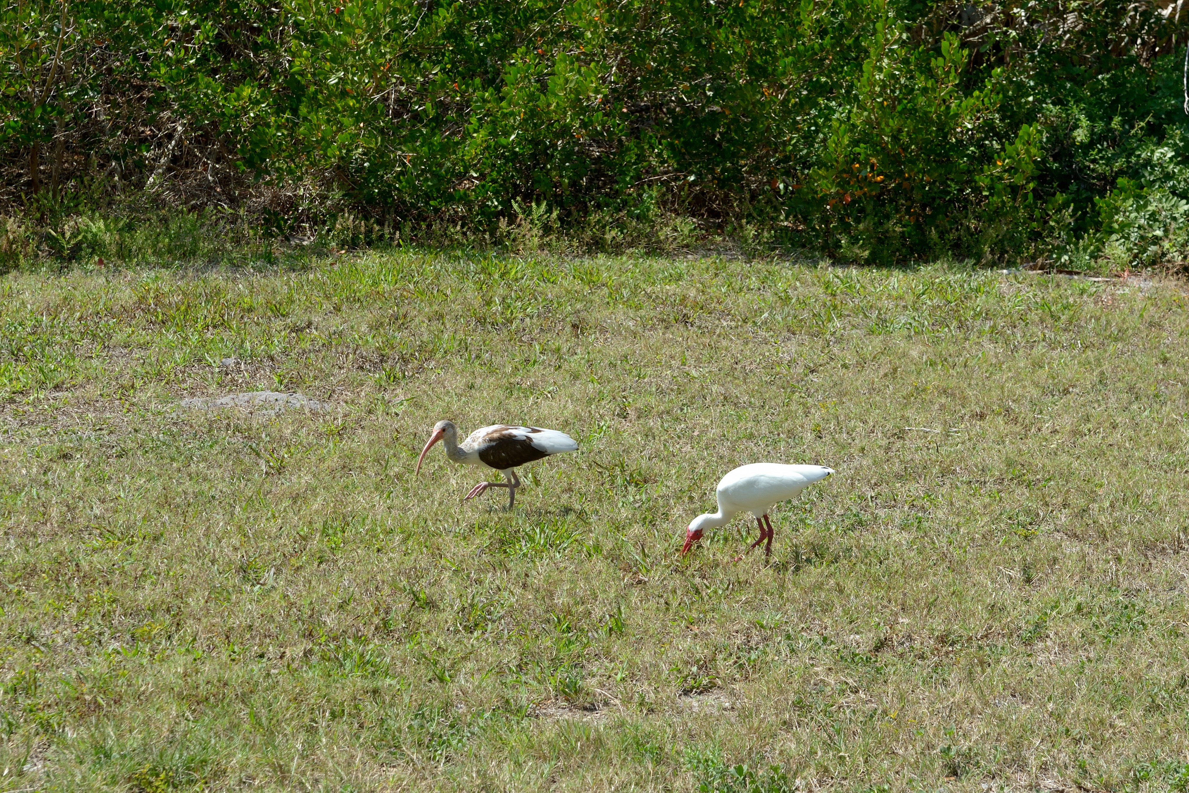 Florida Ibis 2 Durante Community Park Longboat Key