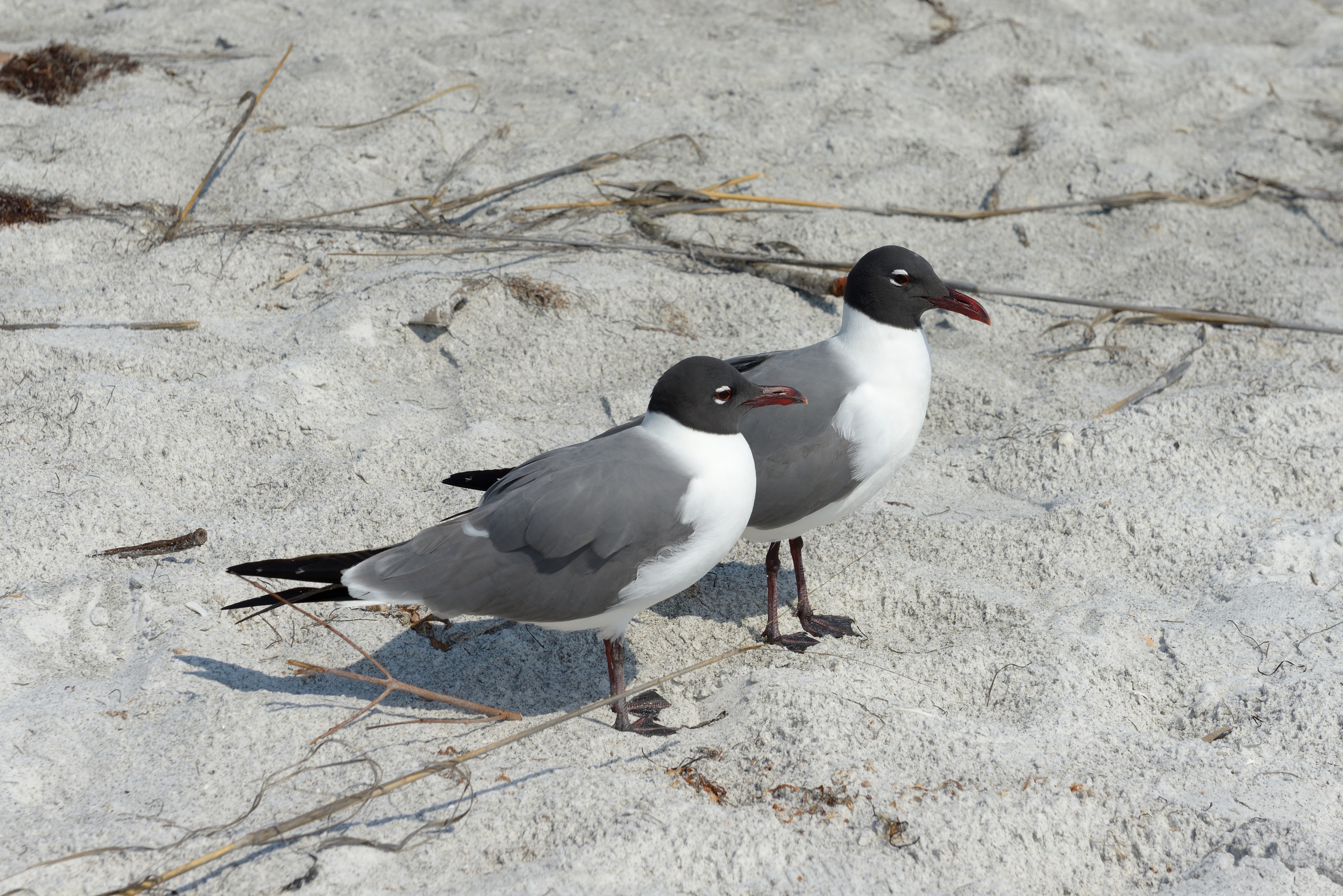 Florida seagulls 2 beach Longboat Key