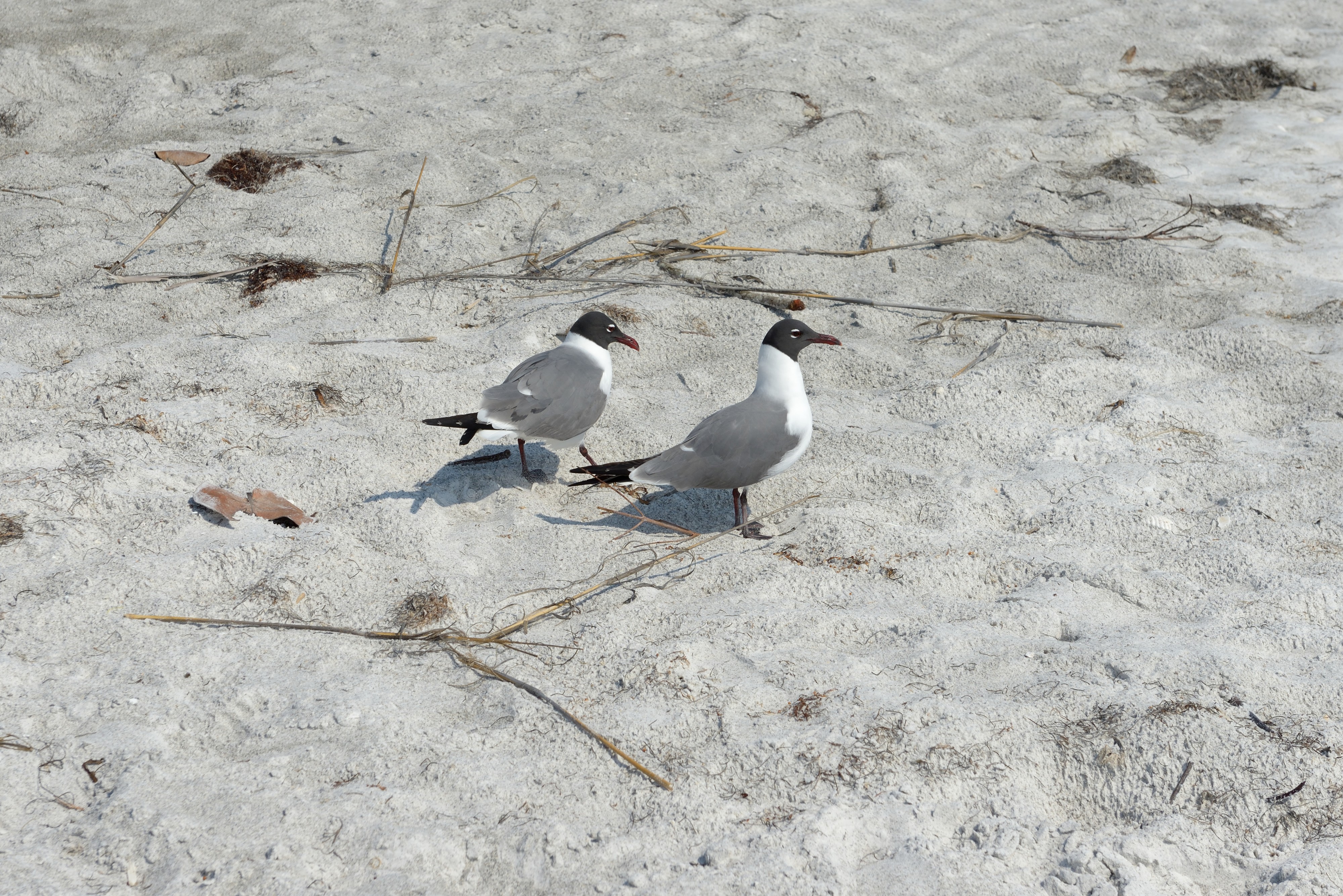 Florida seagulls beach Longboat Key