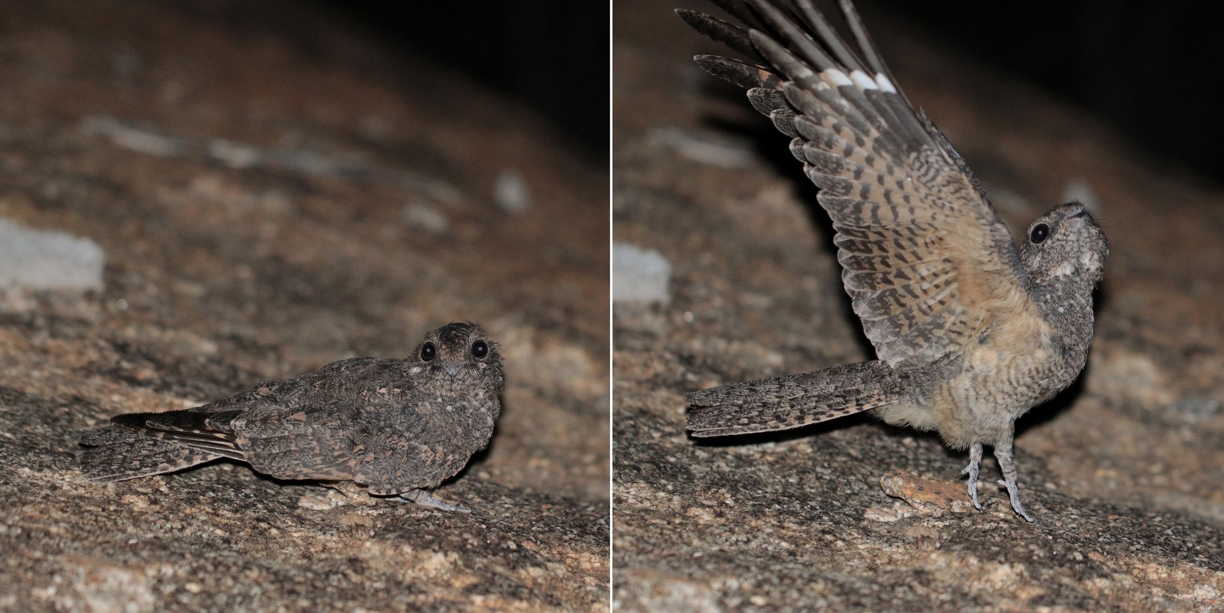 Freckled nightjar (Caprimulgus tristigma) female composite