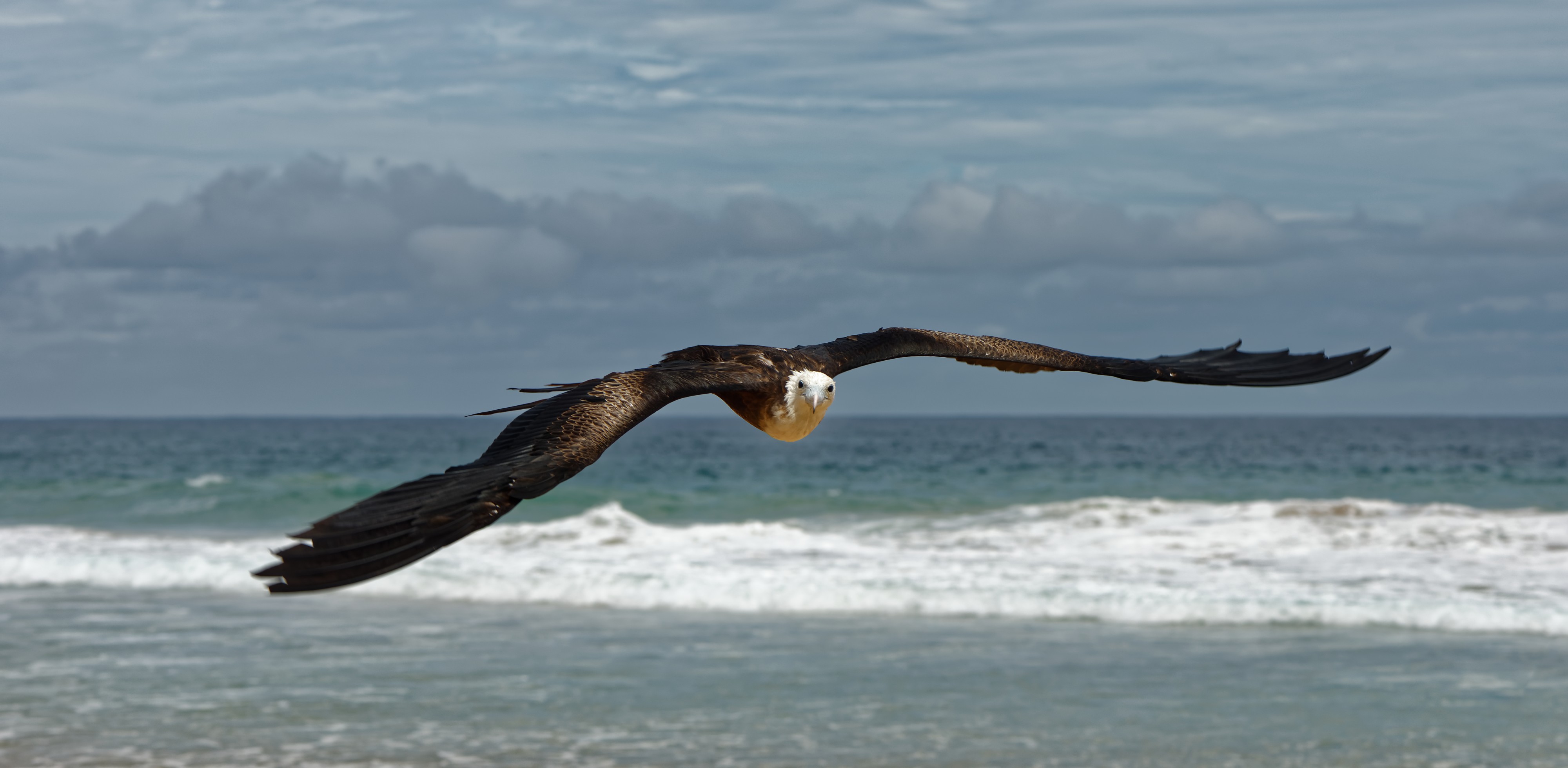 Fregattfågel Fernando de Noronha
