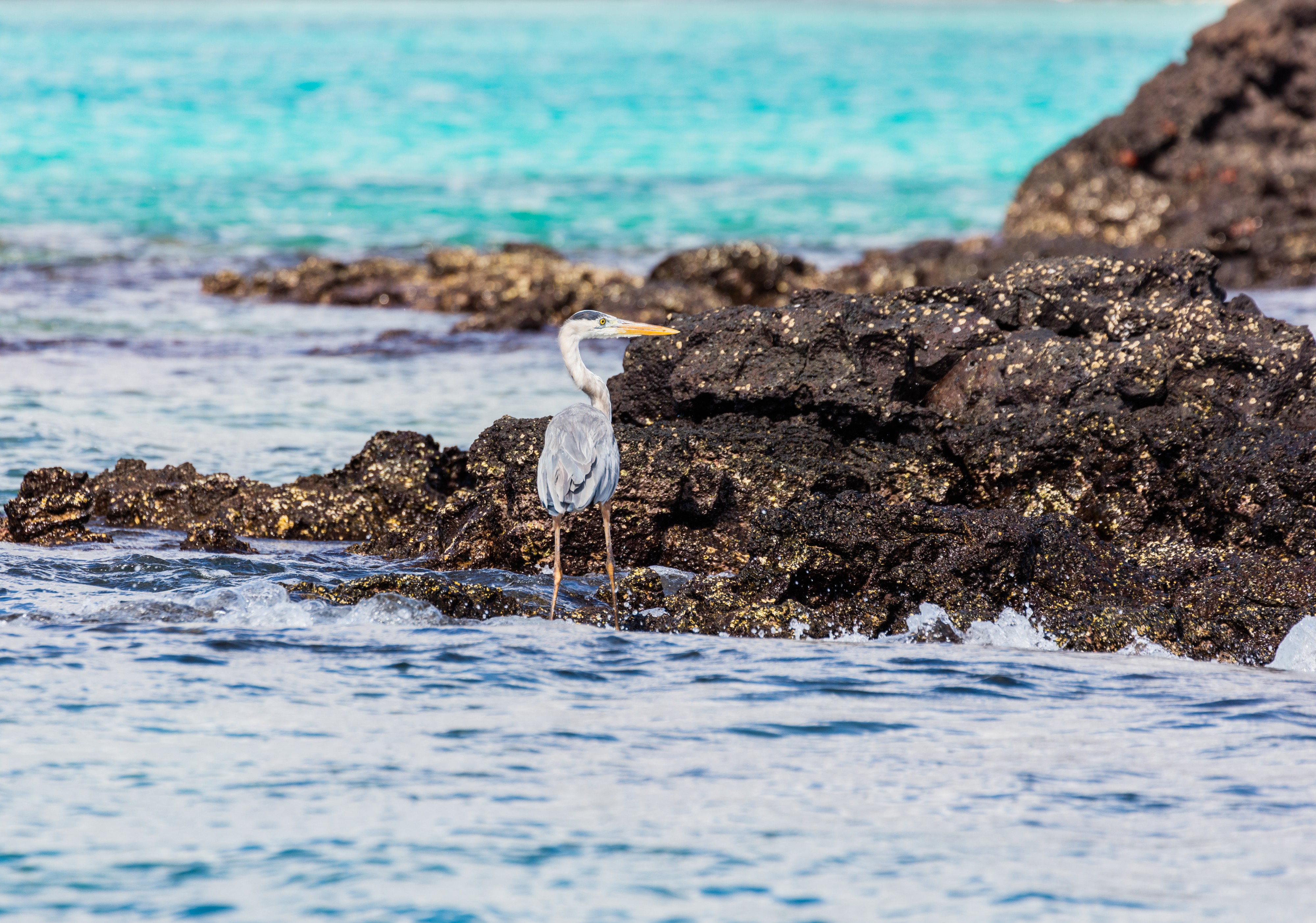 Garza azulada (Ardea herodias), Las Bachas, isla Baltra, islas Galápagos, Ecuador, 2015-07-23, DD 10
