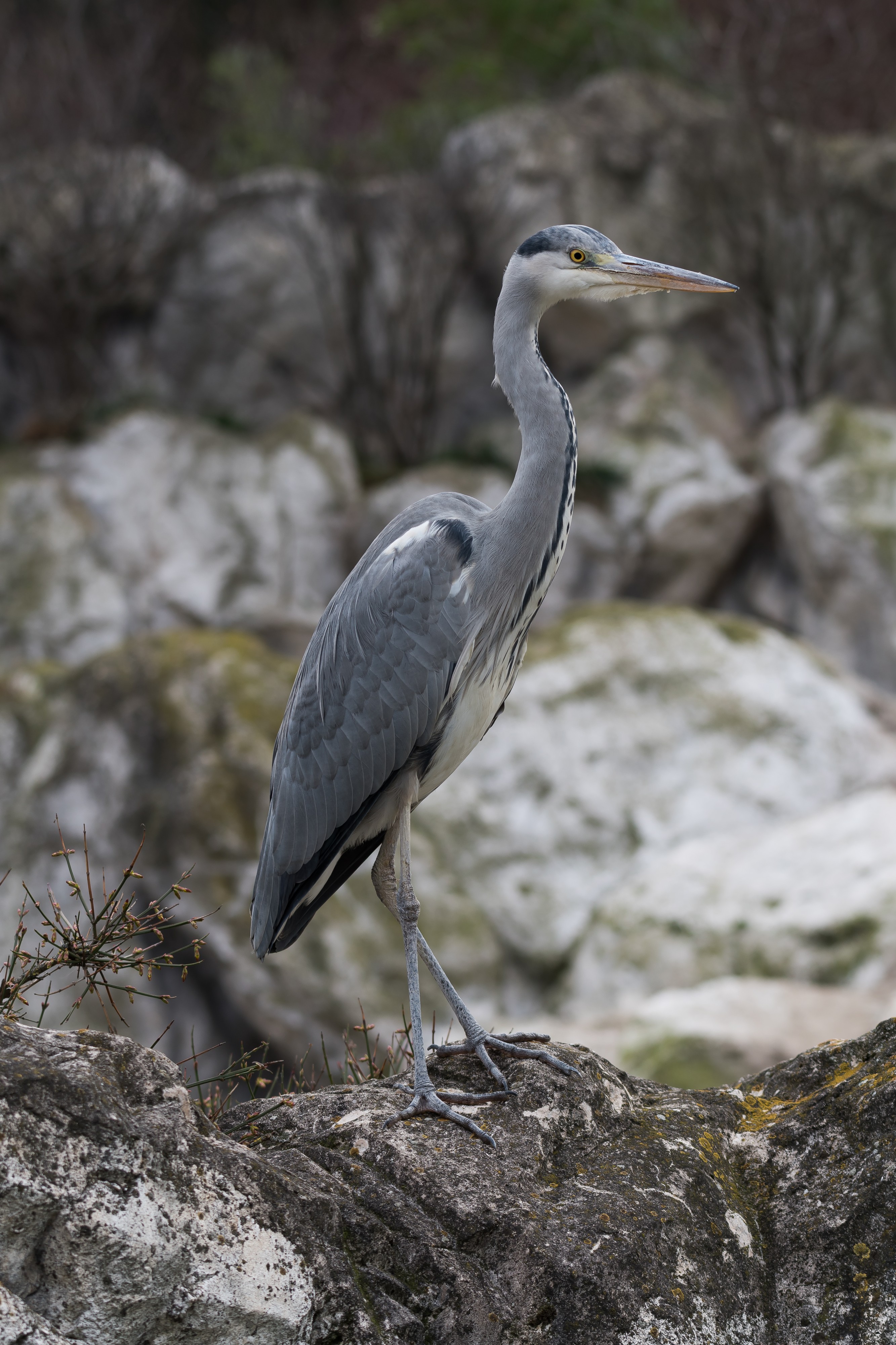 Graureiher Ardea cinerea-4883