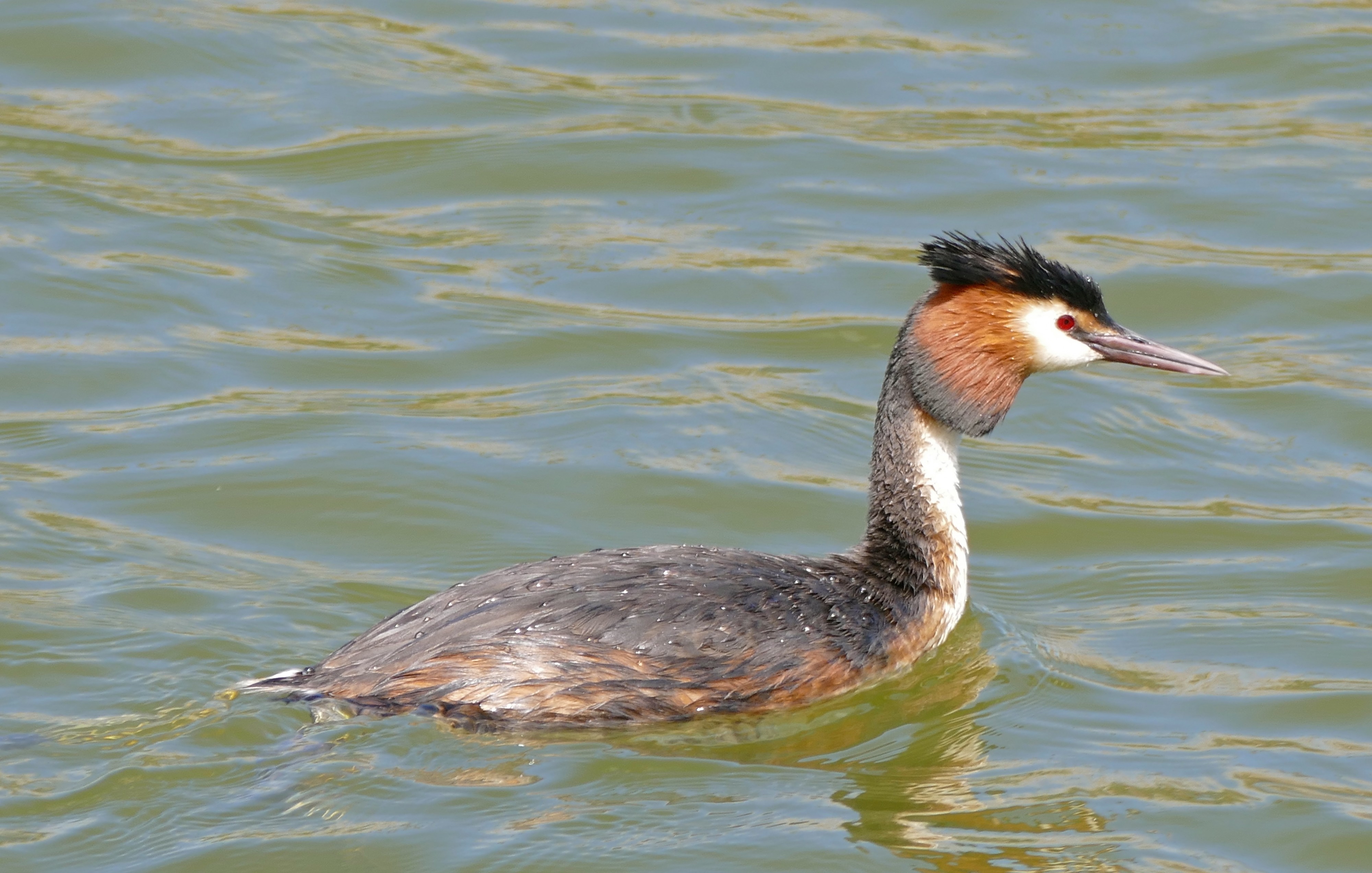 Great Crested Grebe (Podiceps cristatus) (26633920022)