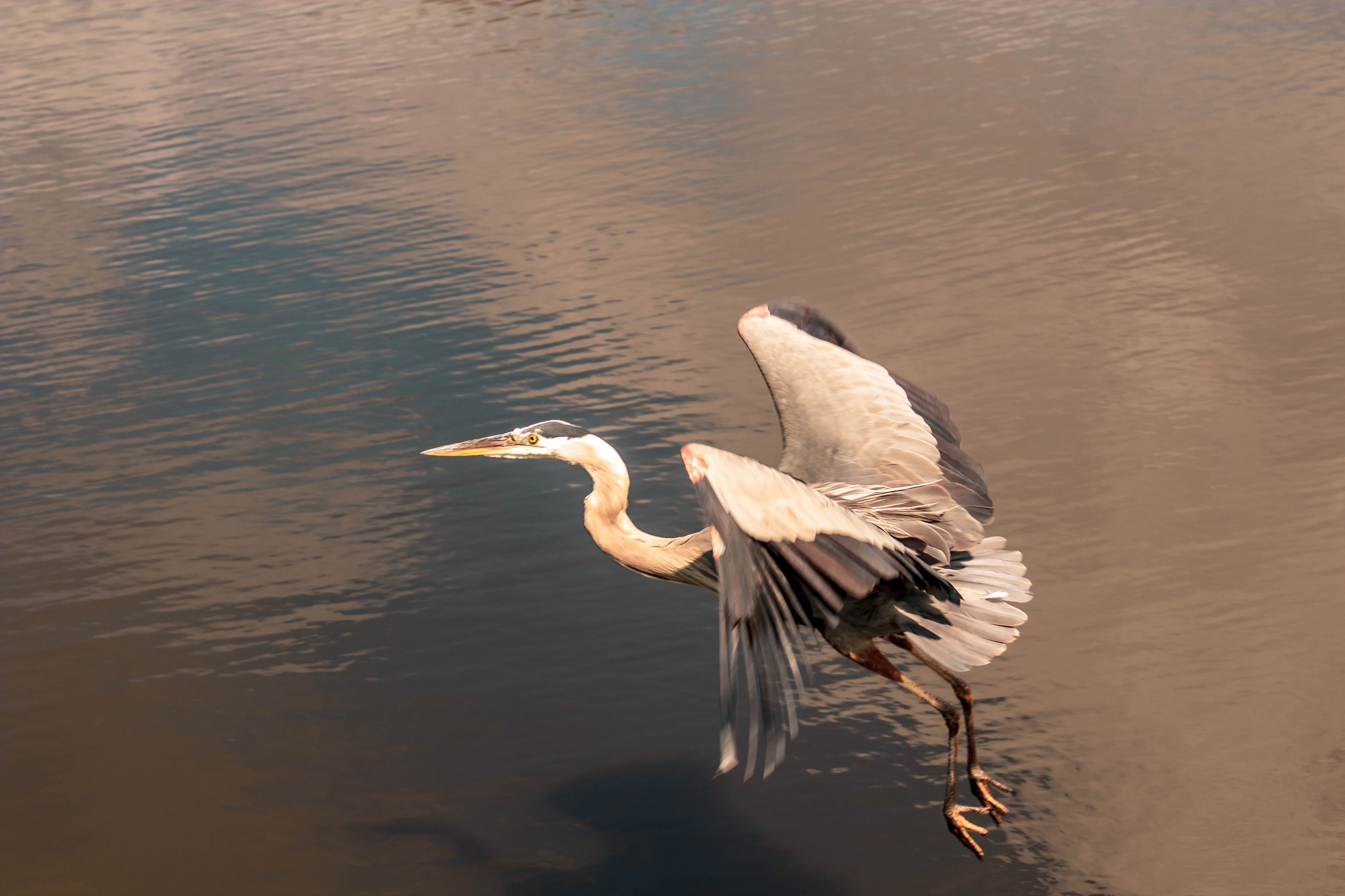 Great grey heron