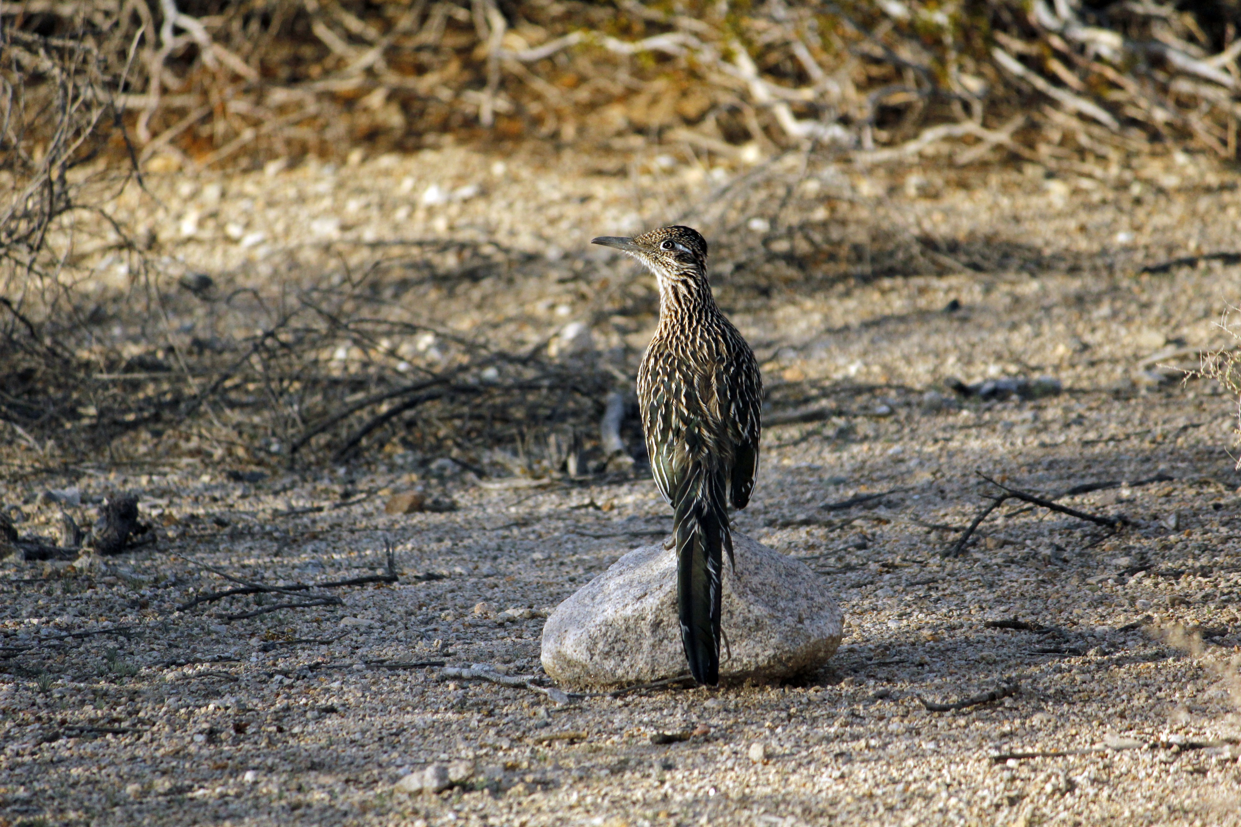 Greater roadrunner (Geococcyx californianus) - 12938501944
