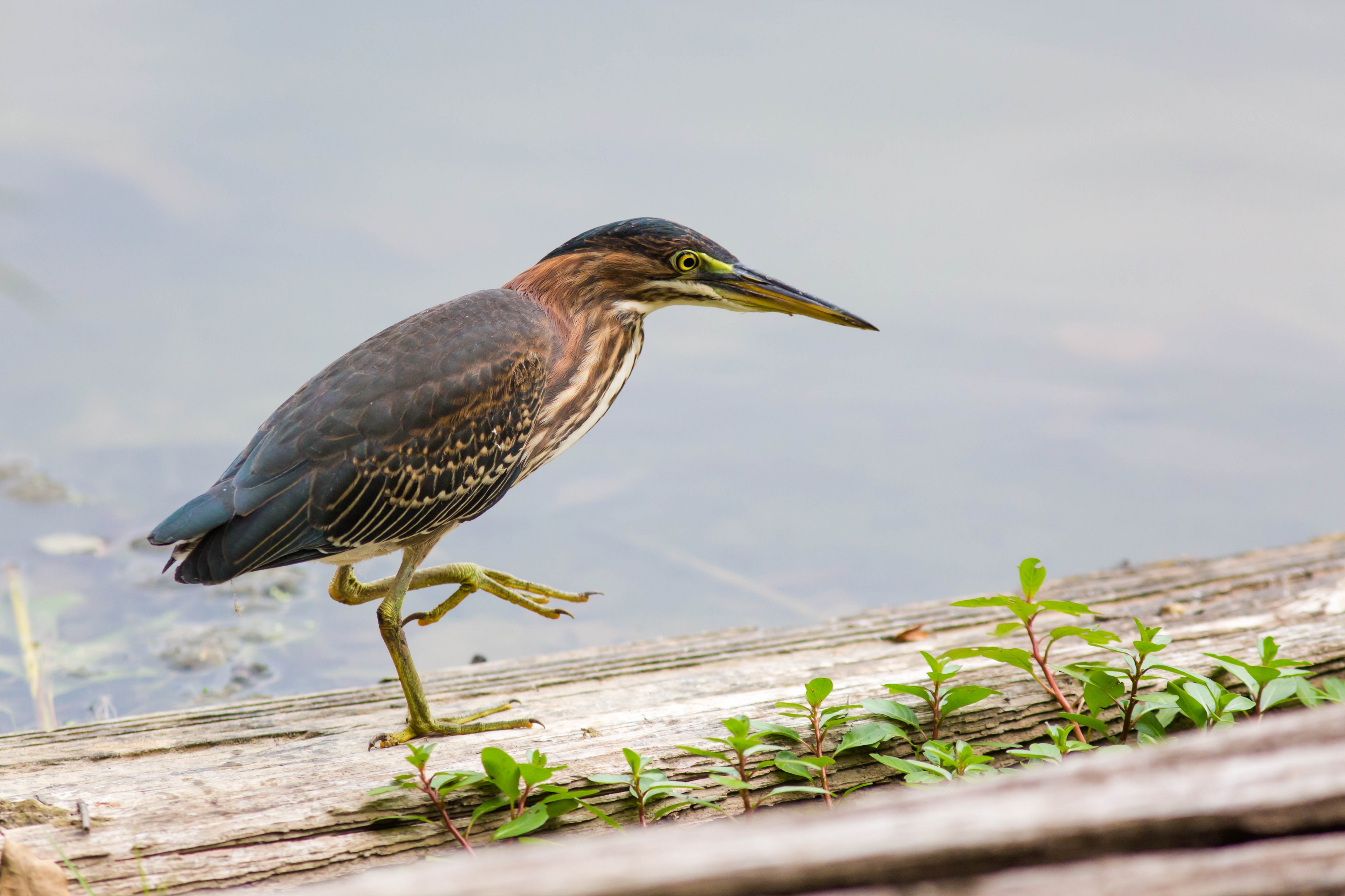Green heron (21222869226)