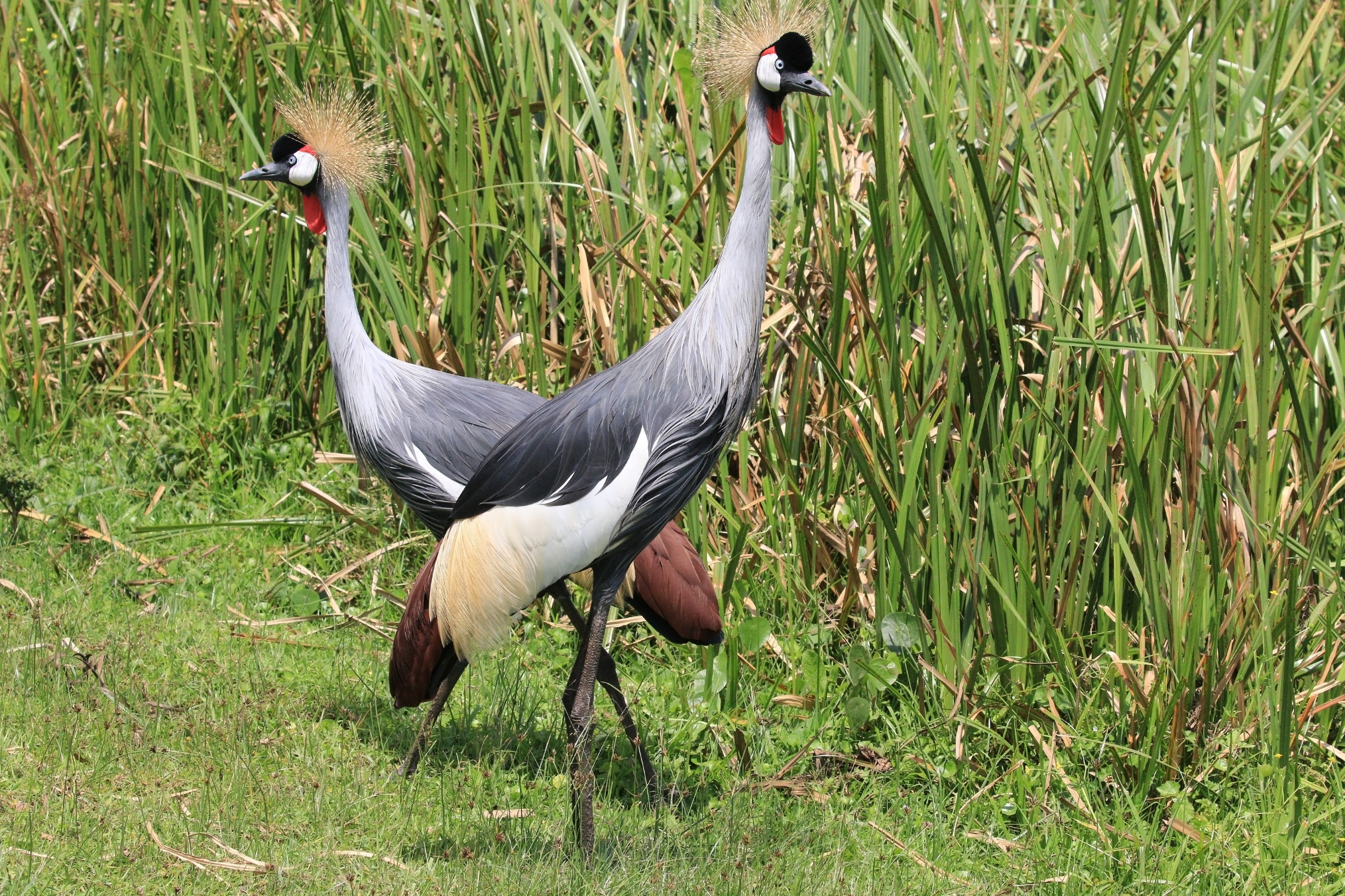 Grey crowned crane (Balearica regulorum gibbericeps) pair