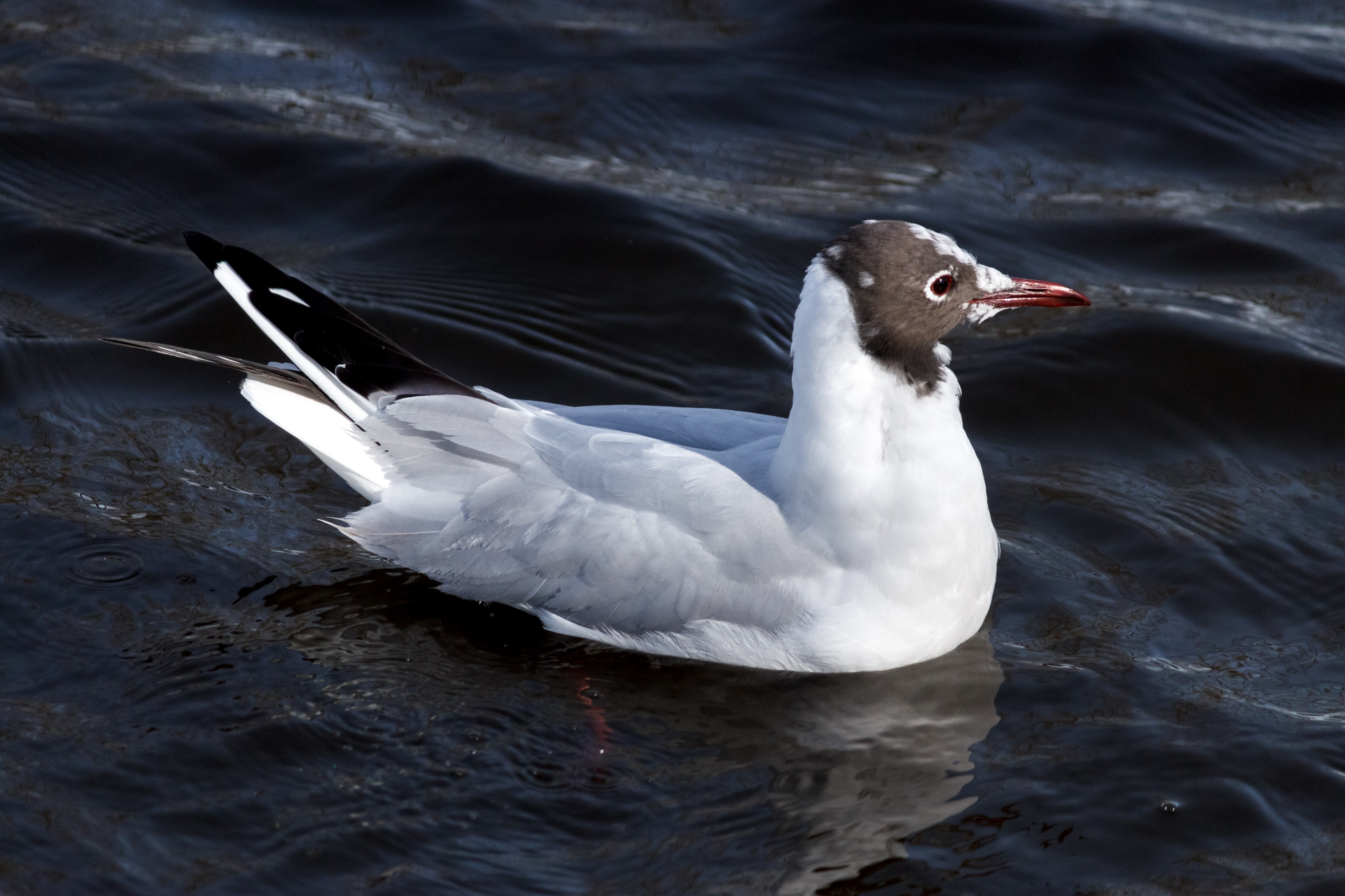 Gull 3 at Borgvold Viborg 2015-03-22-2