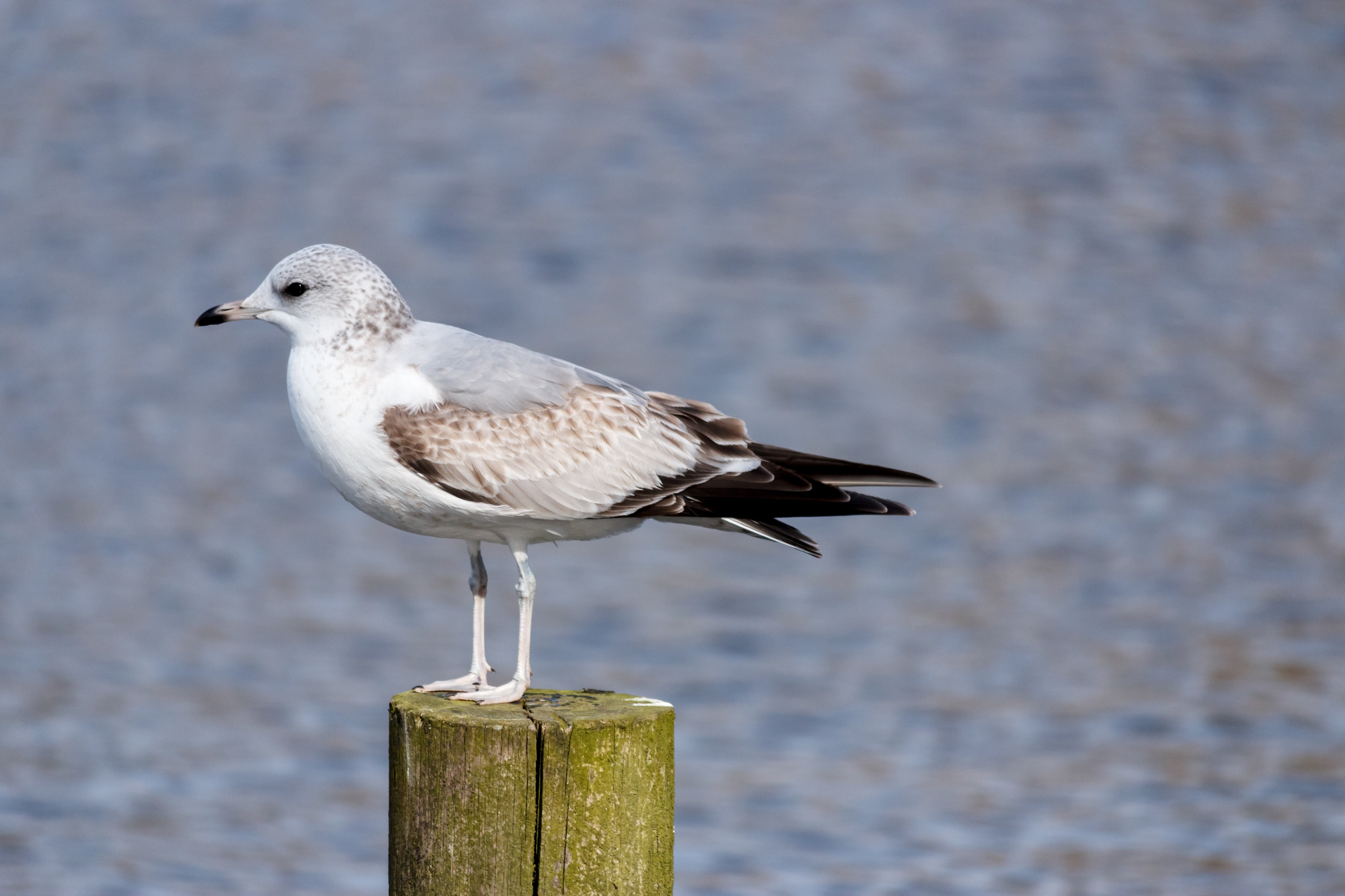 Gull side view at Borgvold Viborg 2015-03-22