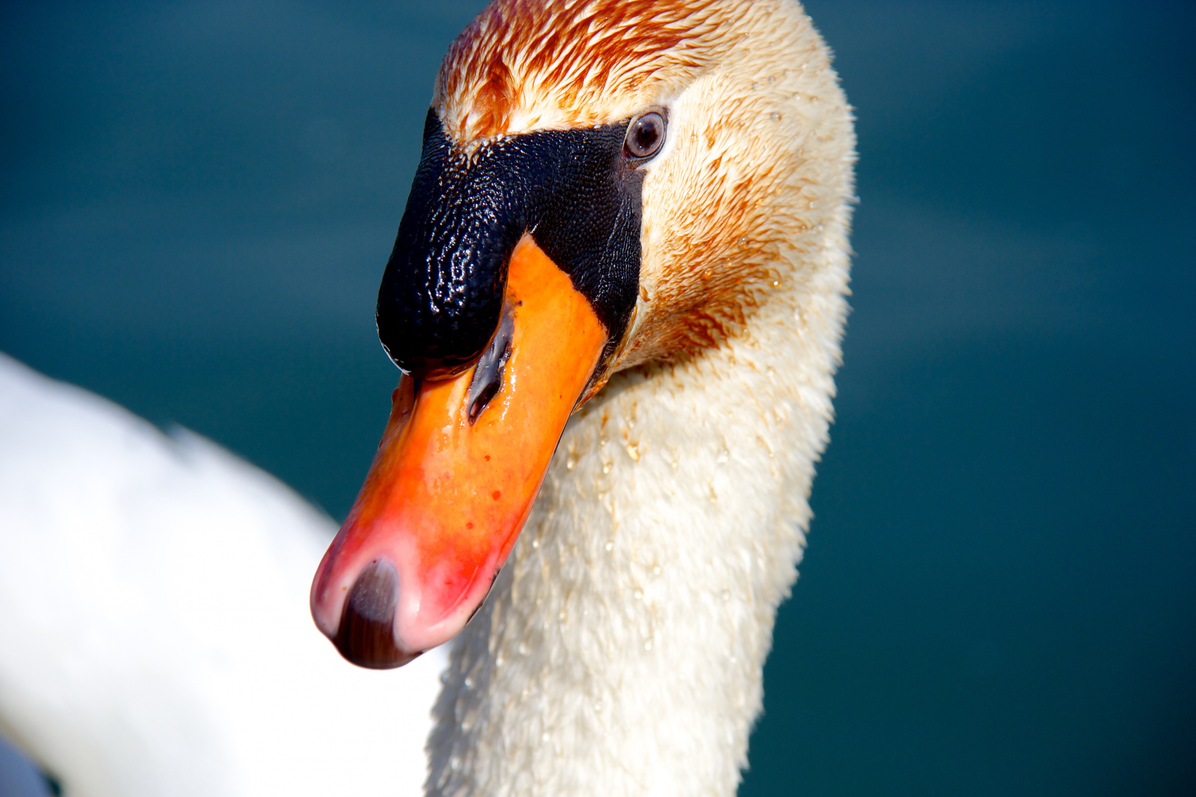 Höckerschwan (Kopf)