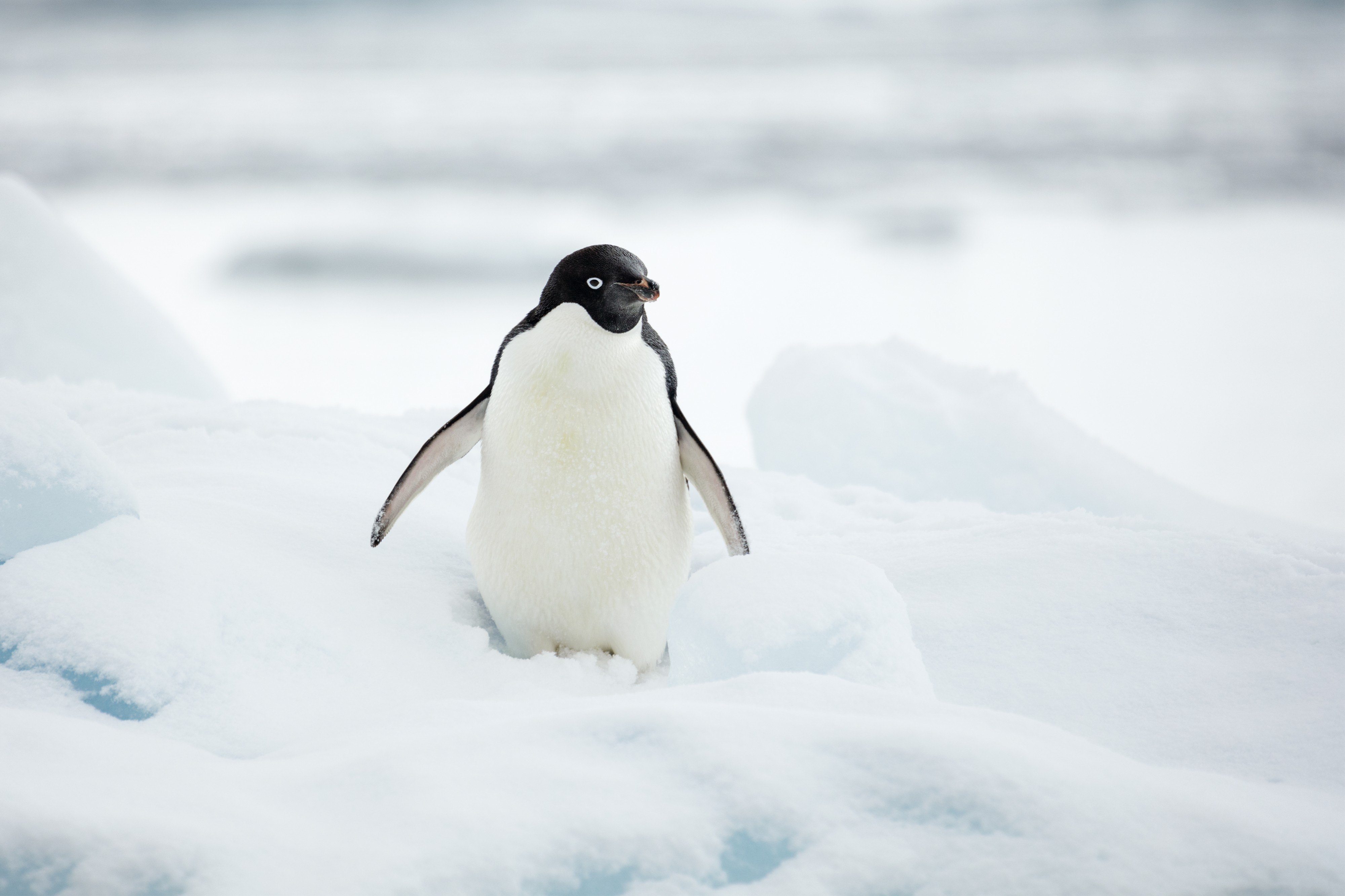 Hope Bay-2016-Trinity Peninsula–Adélie penguin (Pygoscelis adeliae) 02