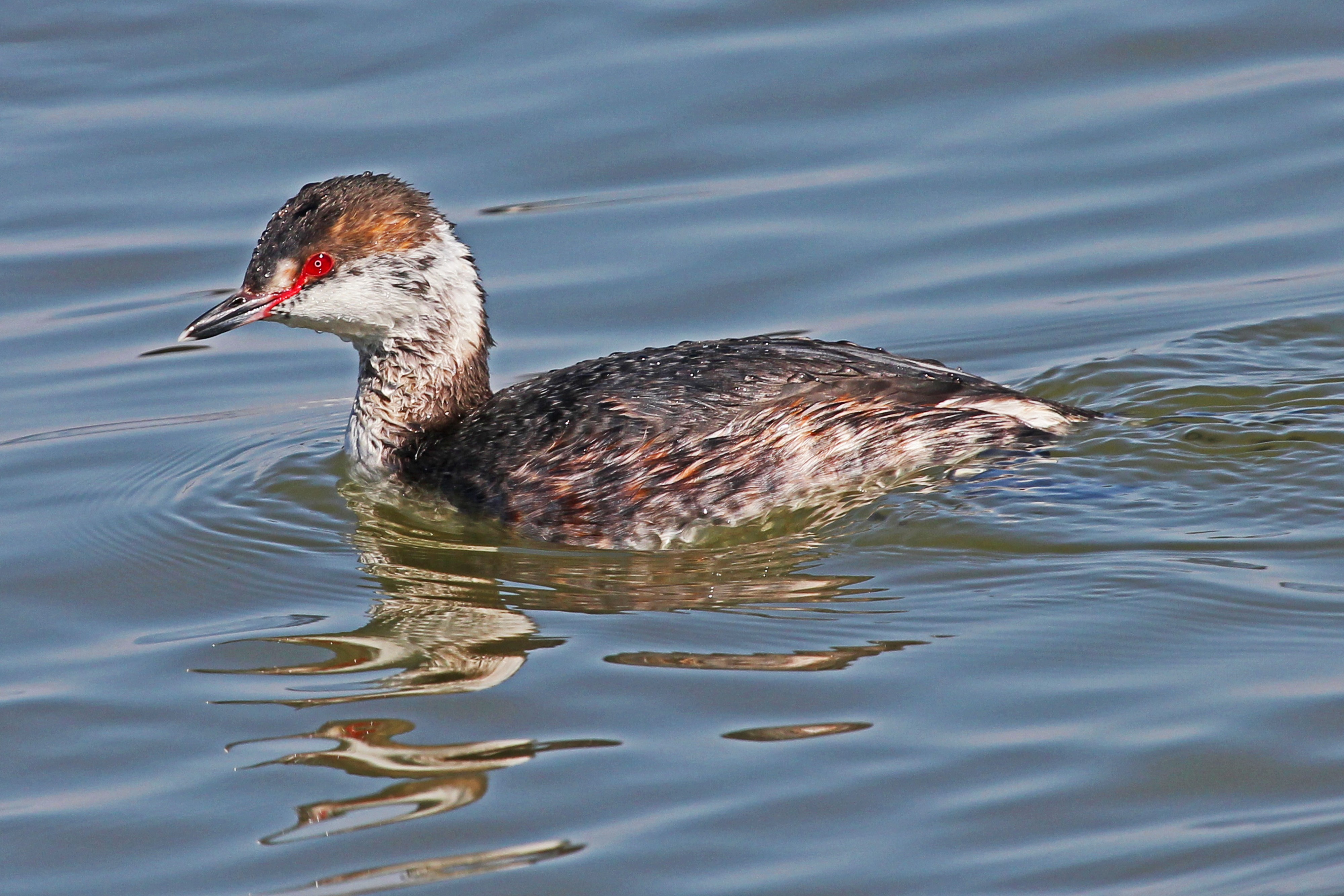 Horned Grebe - Podiceps auritus, Oakley Street, Cambridge, Maryland