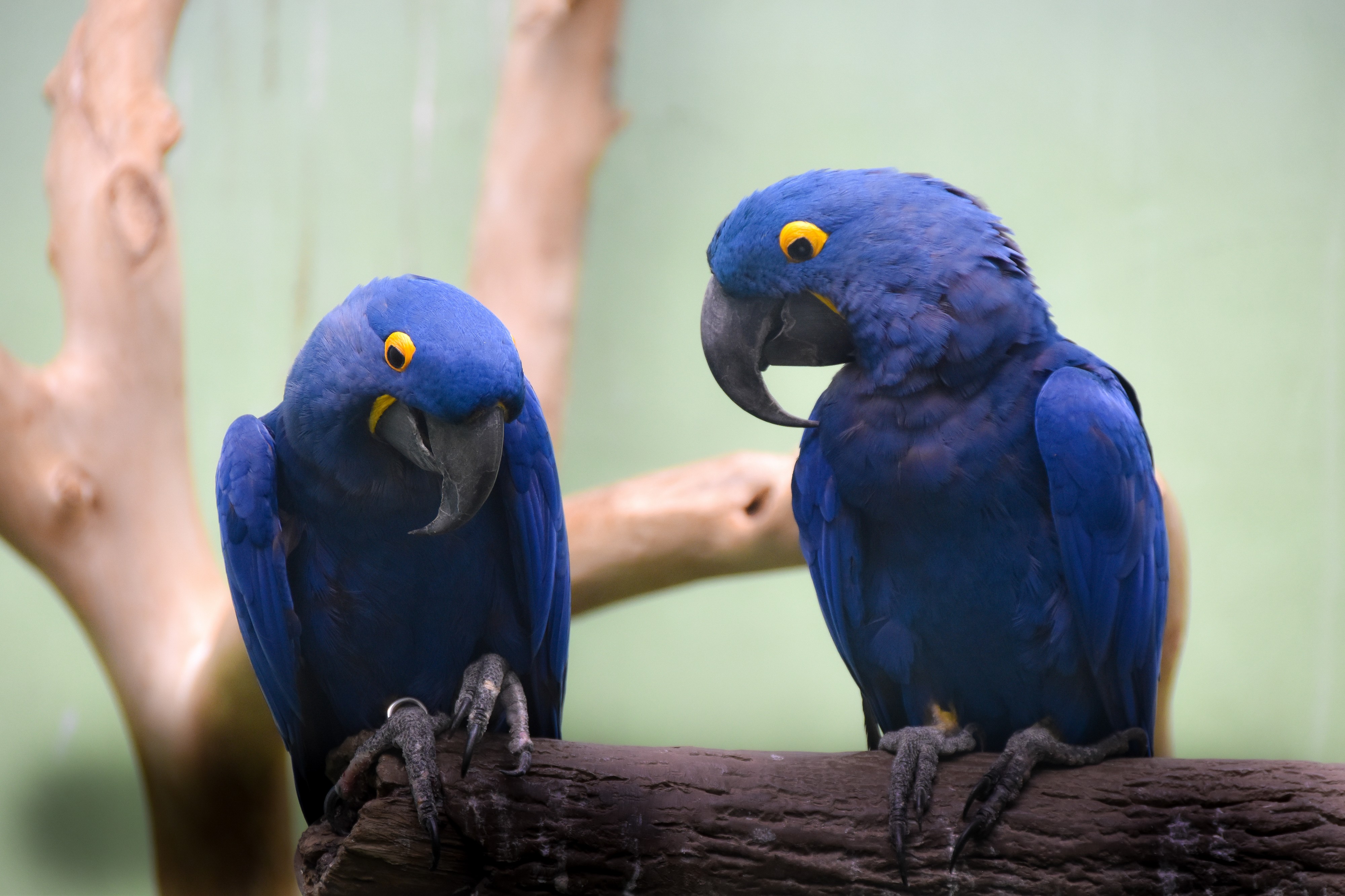 Hyacinth Maccaw