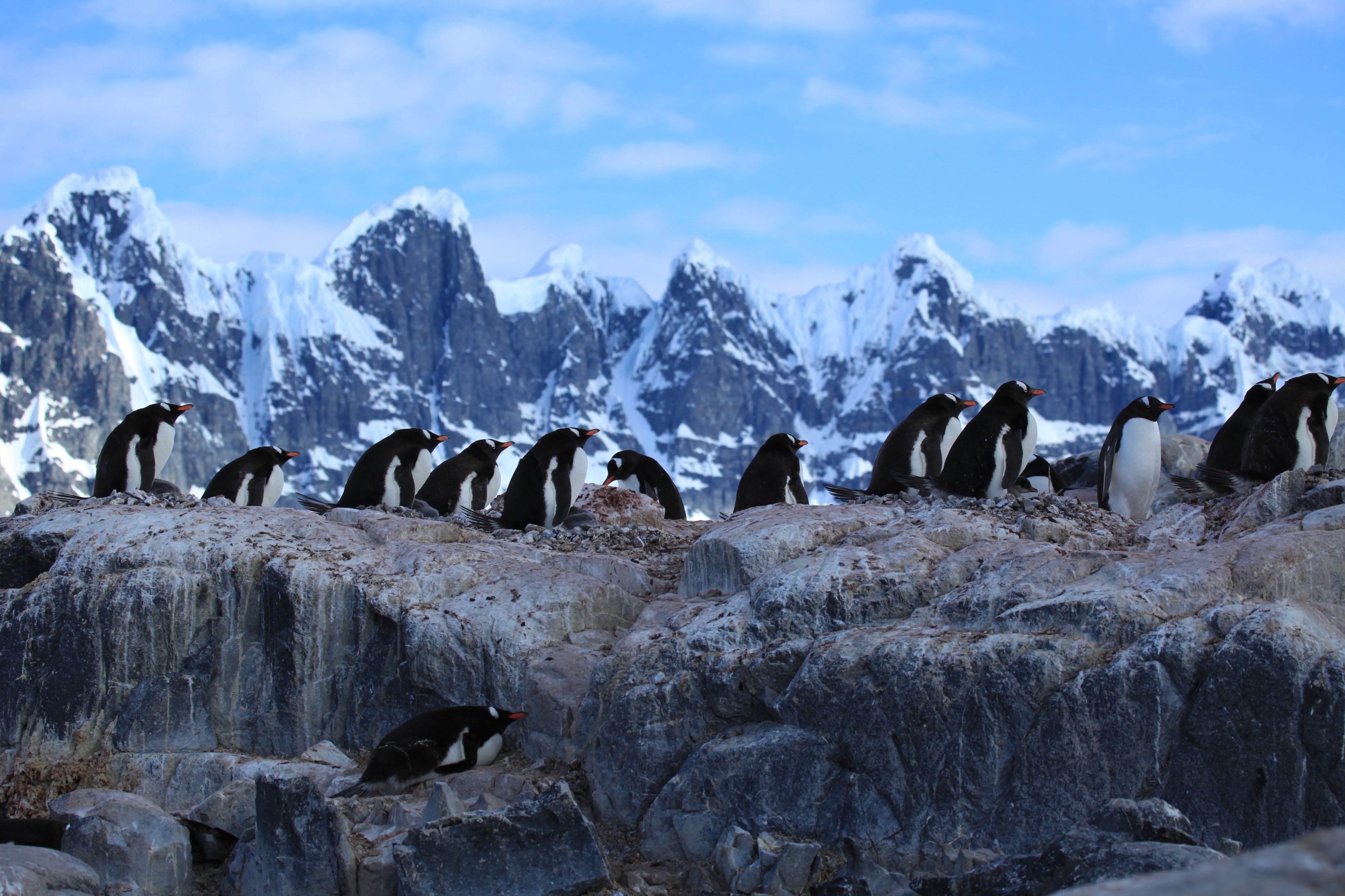 Jougla Point, Antarctica (6063154611)