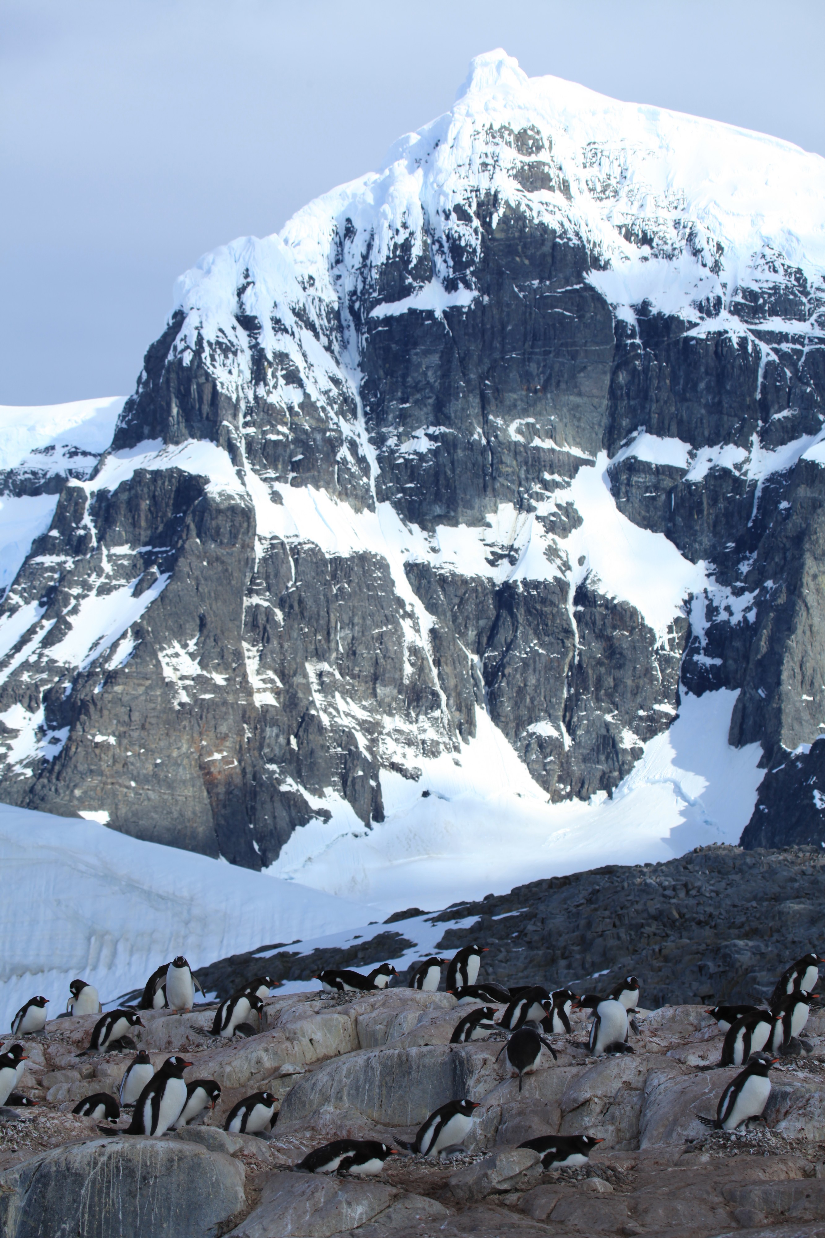 Jougla Point, Antarctica (6063159163)